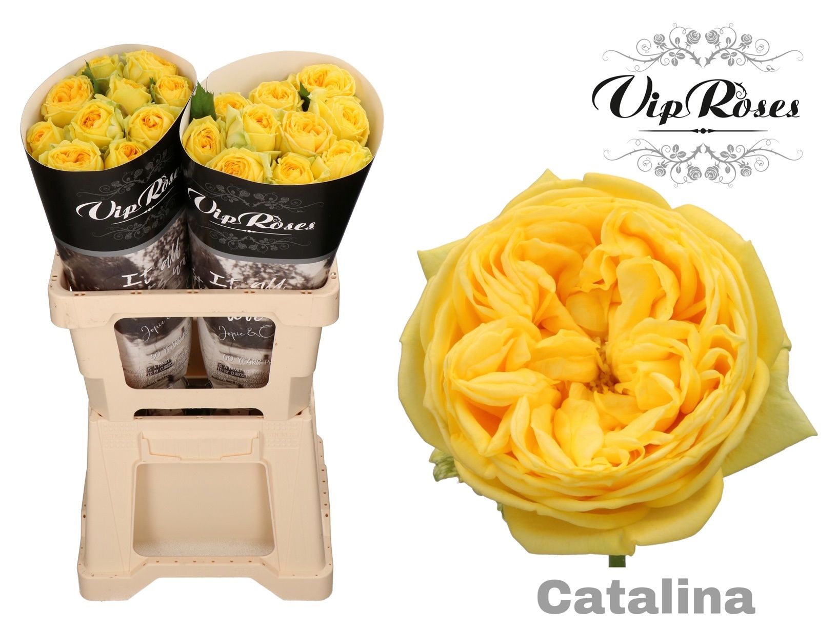 R Gr Catalina@