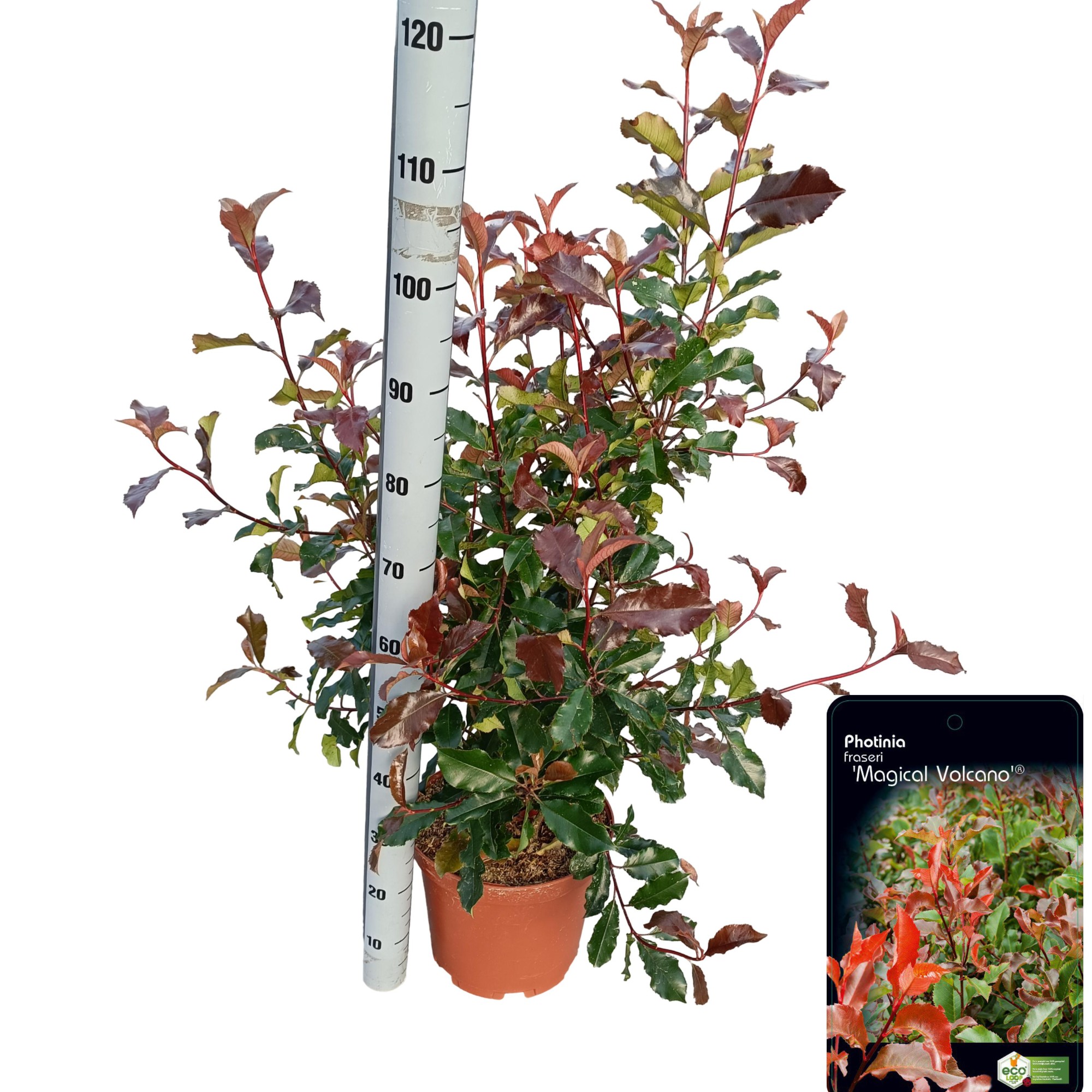 Picture of Photinia fraseri 'Magical Volcano'® C10