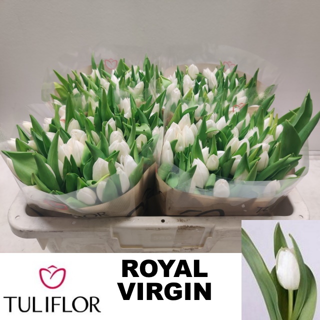 Tulipa Royal Virgin 28cm 25gram