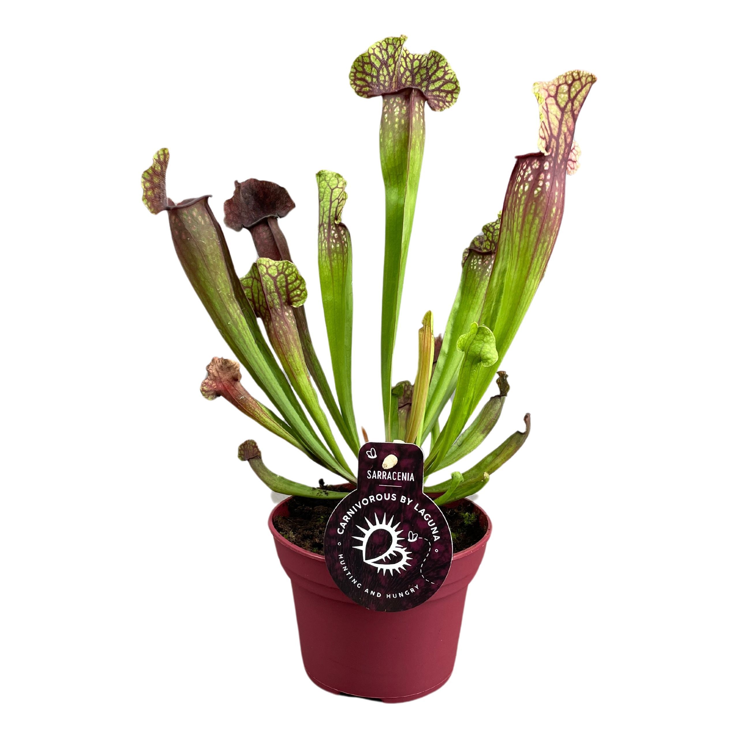 Sarracenia Ov 12P 40H