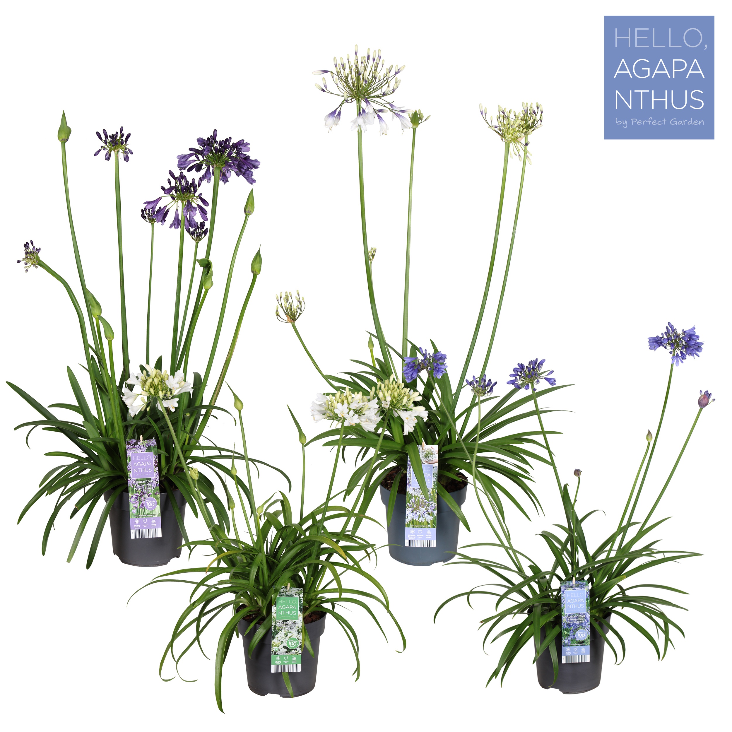 Picture of Agapanthus mix shelve P19