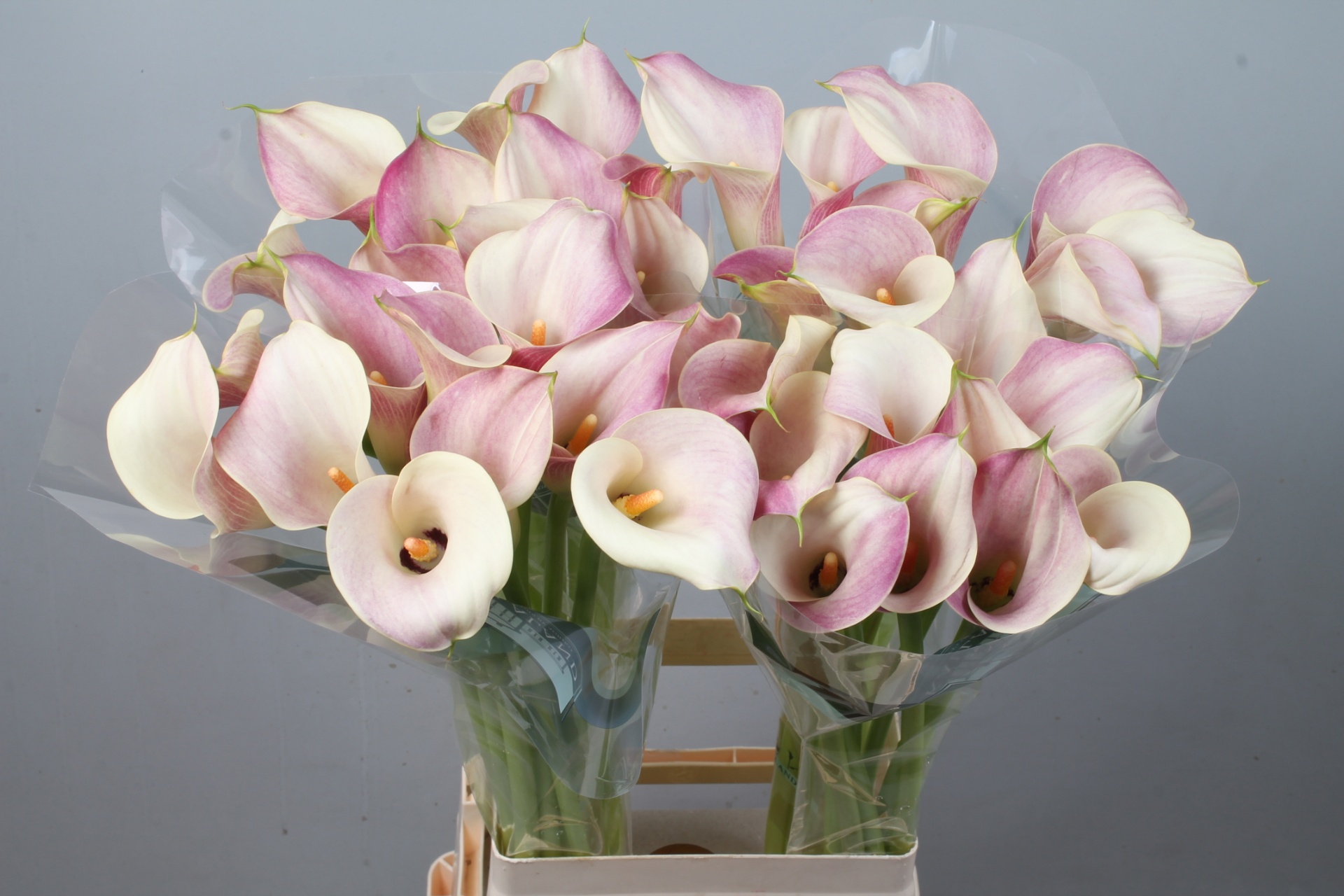 Calla Blushing Lady 80cm