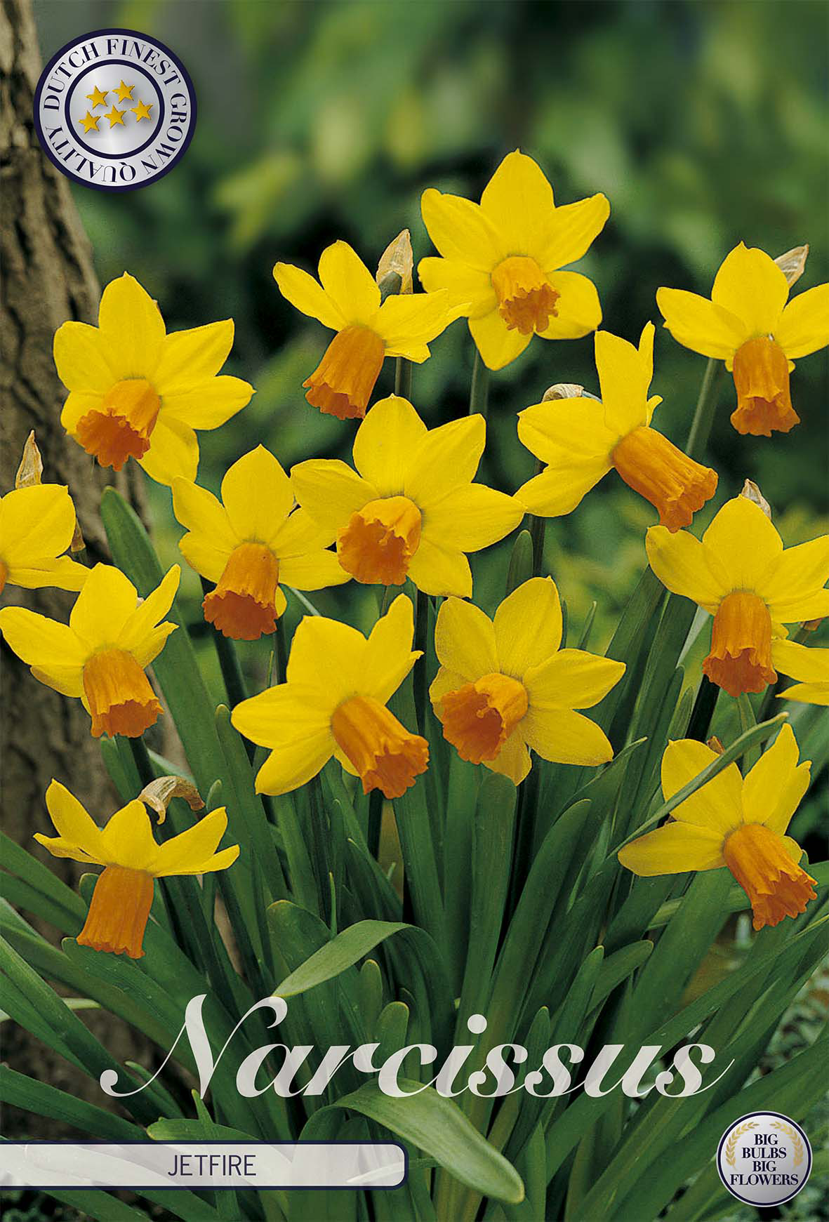 Narcissus (Cy) 'Jetfire'