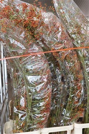 Rosa (ROZEBOTTEL) 180cm