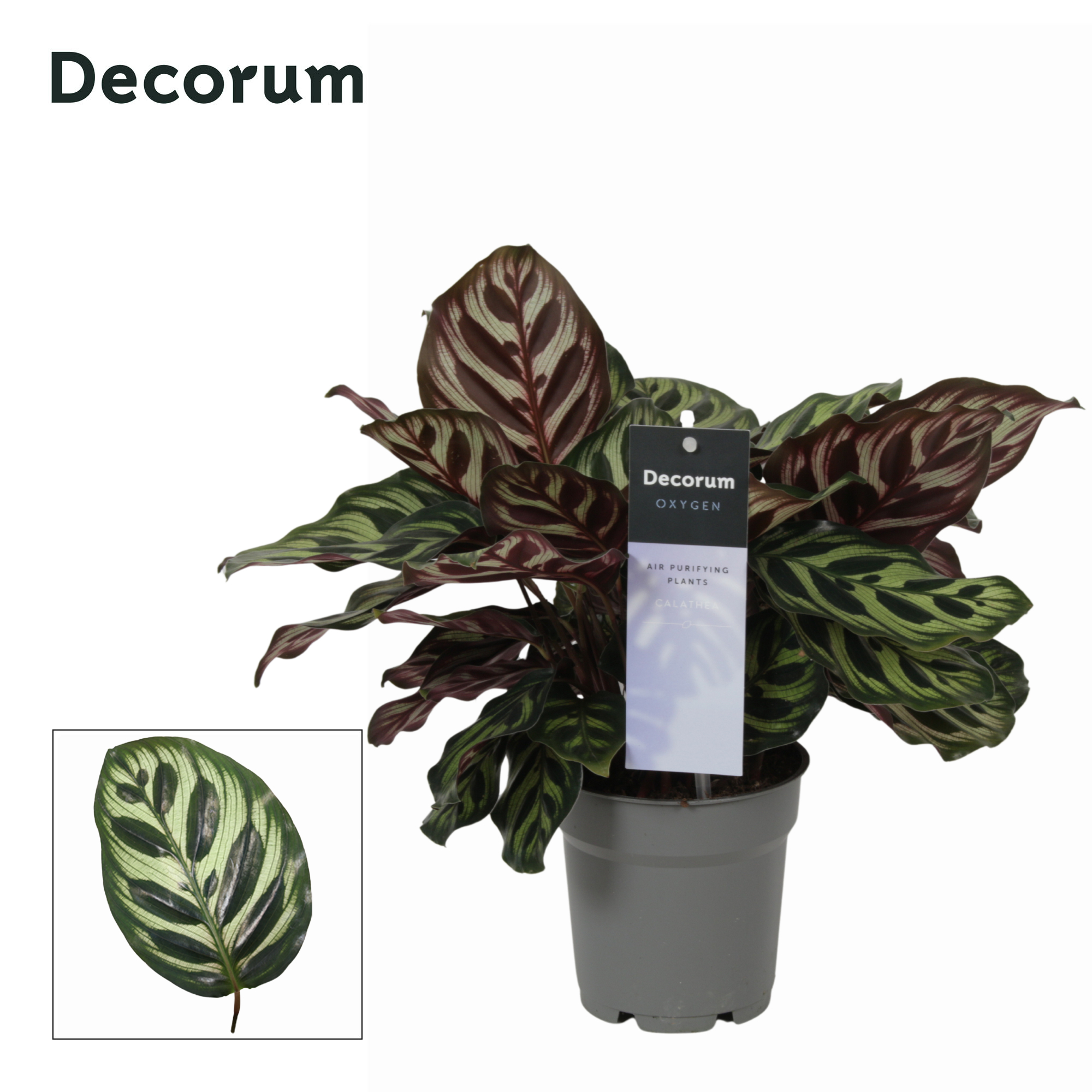 Calathea Makoyana 12Ø 30cm