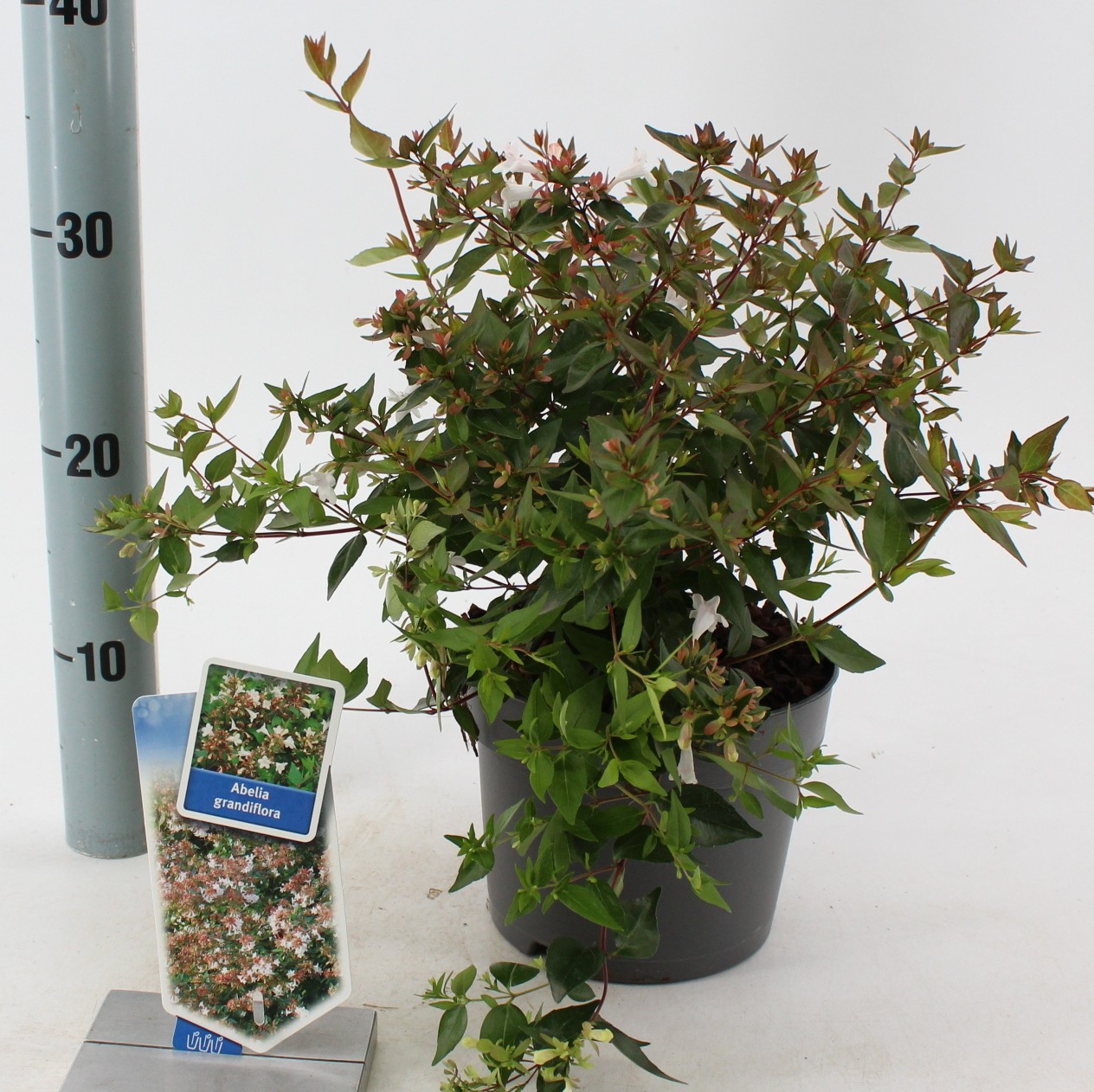 Picture of Abelia grandiflora