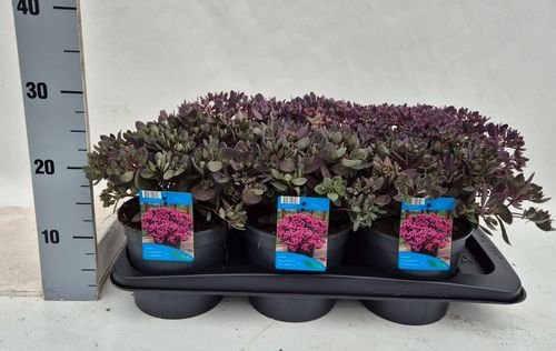 Sedum Sunsparkler Dazzleberry p17 Weet