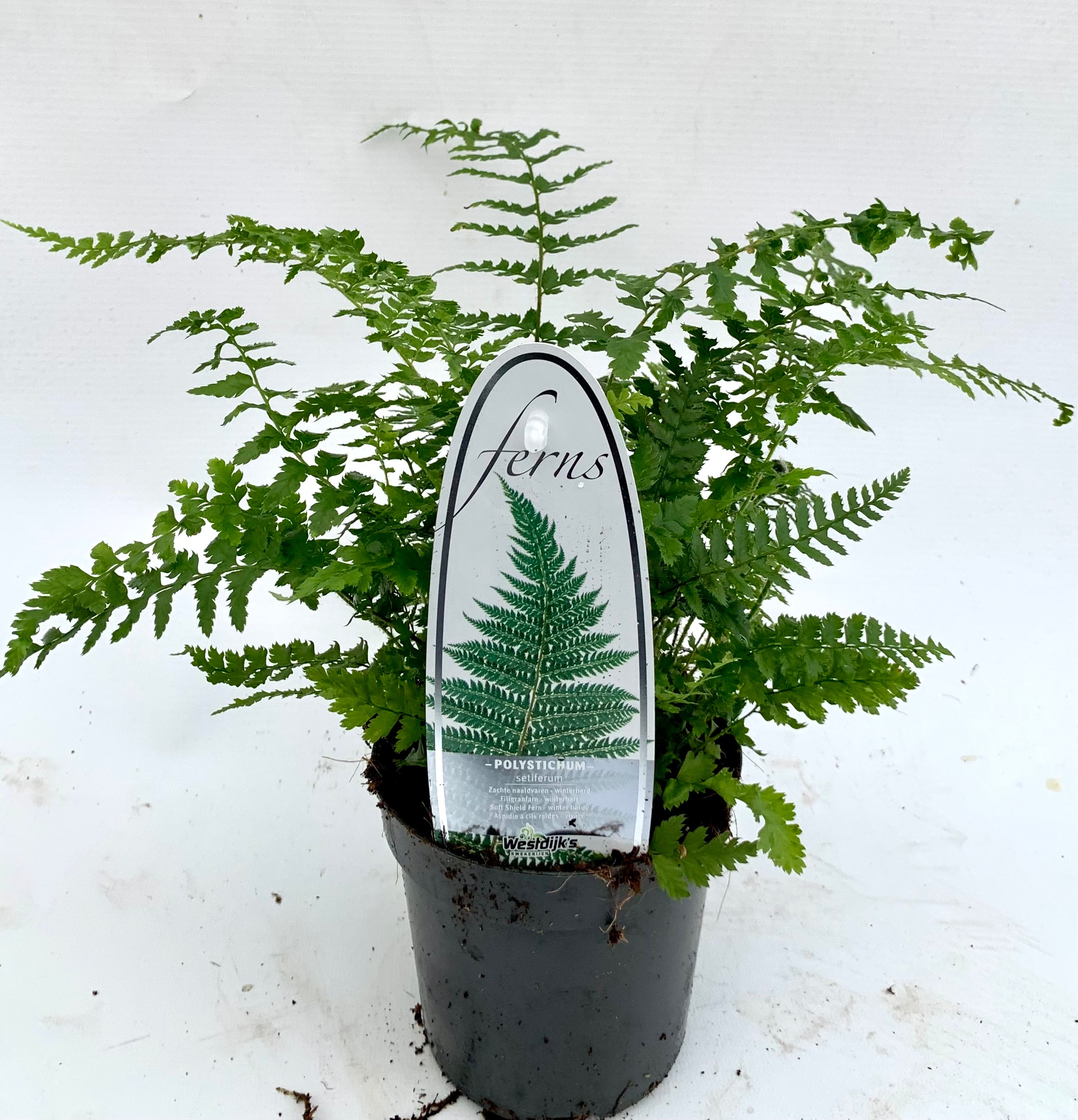 Picture of Polystichum setiferum P11