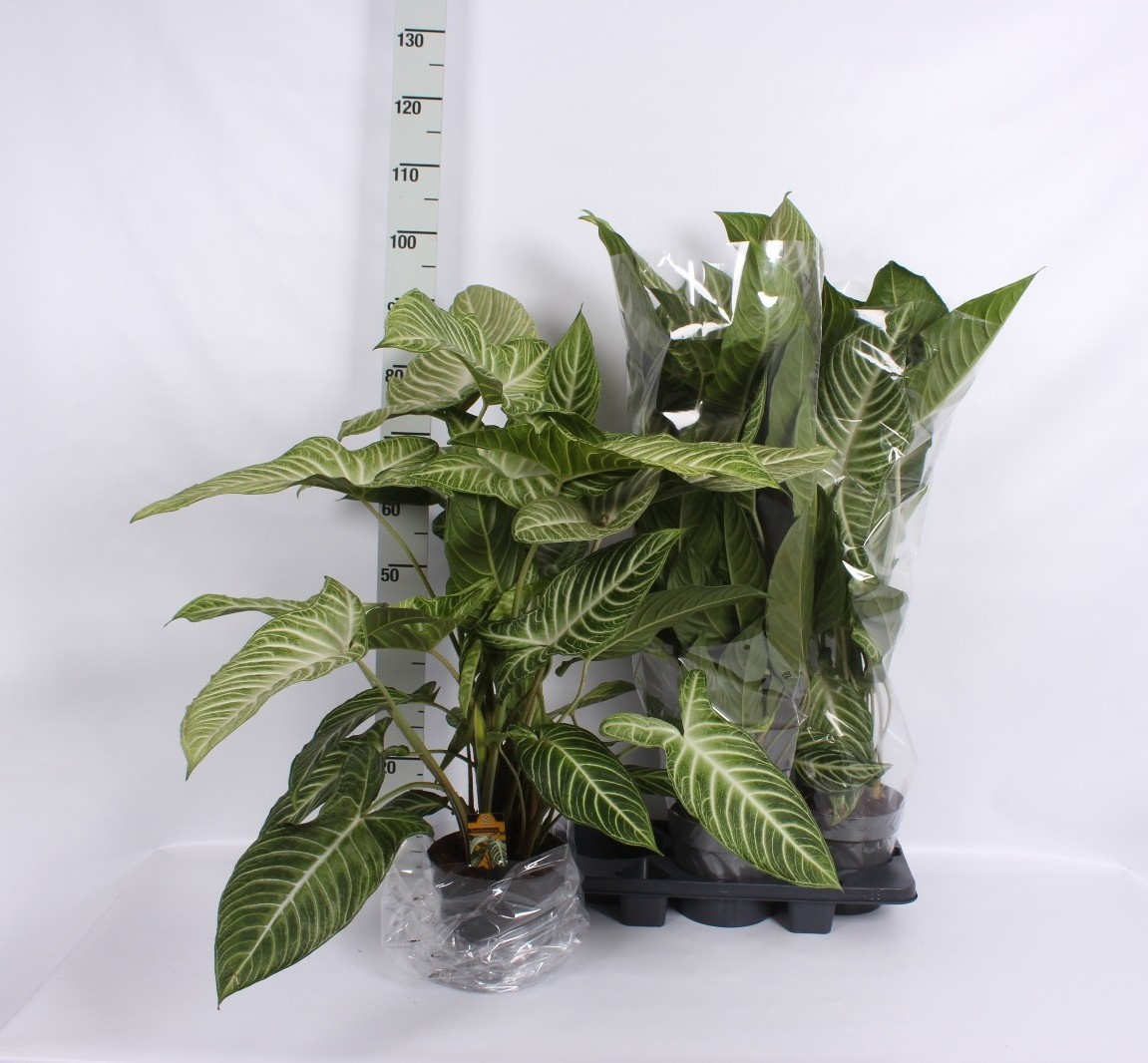 Ov Pl 6% 19Ø 80cm