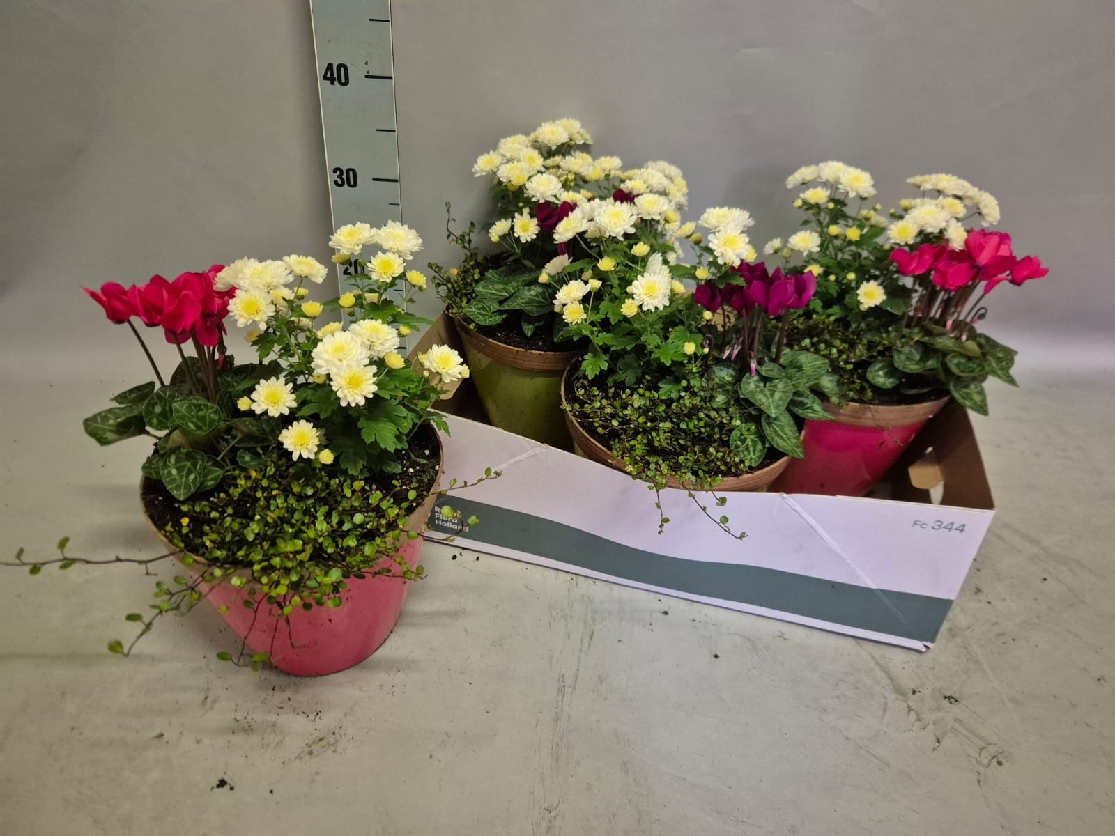 Arr Chrysant 21Ø