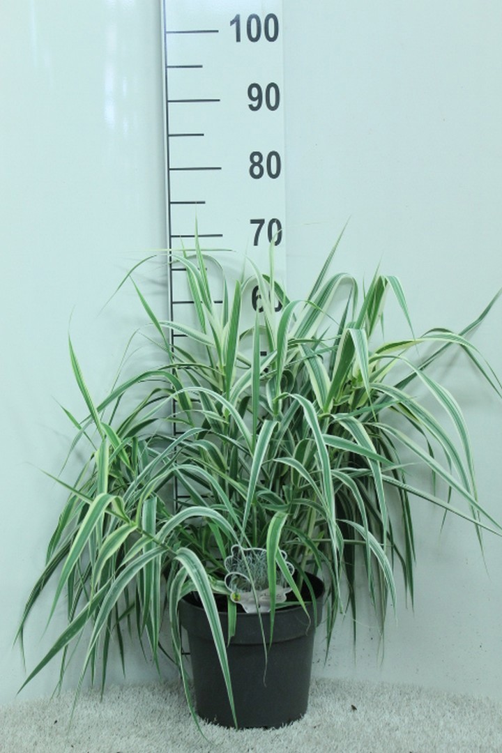 Arundo donax 'Variegata'