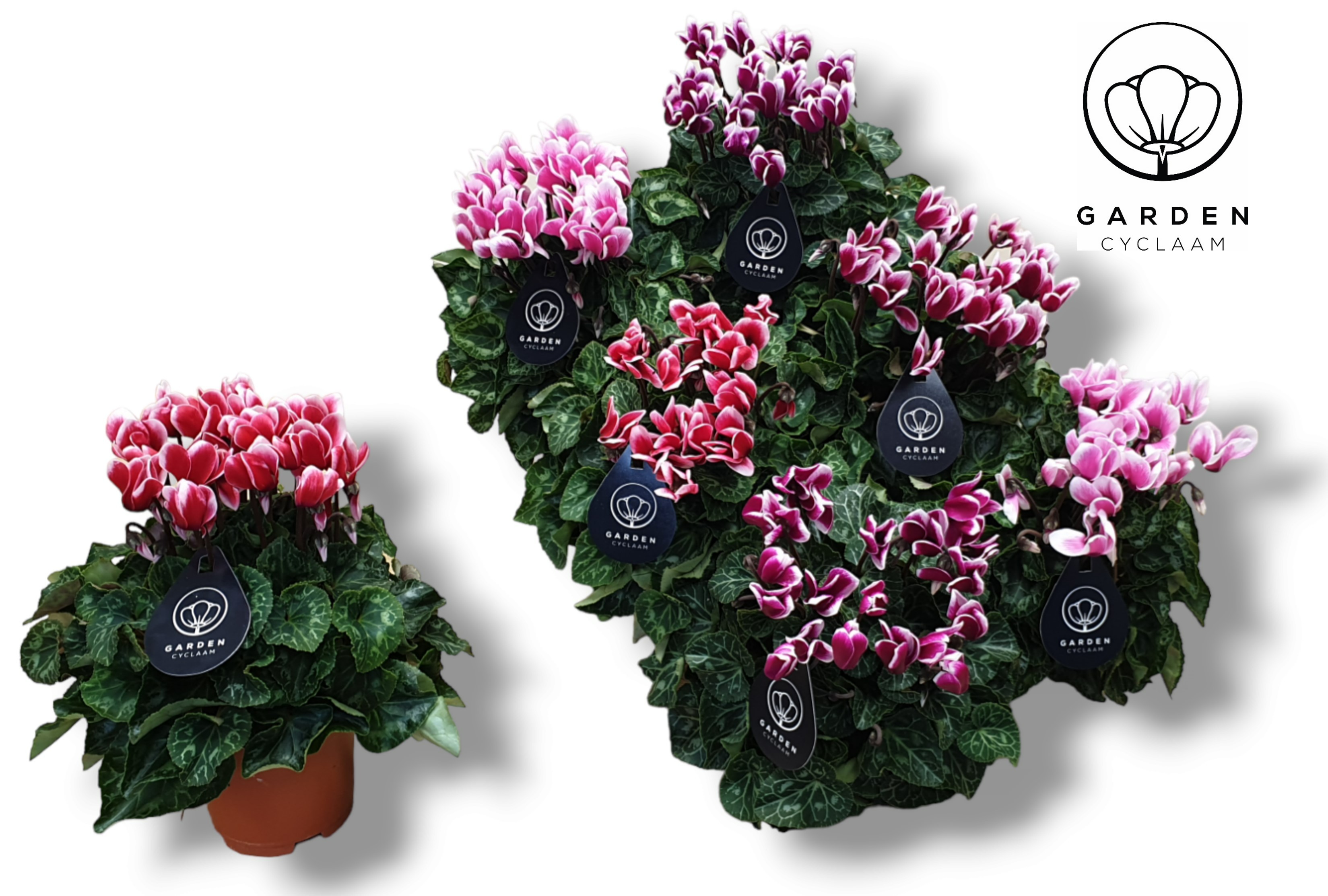 Picture of Cyclamen- GARDEN FUJI in varieties P10.5 25CM