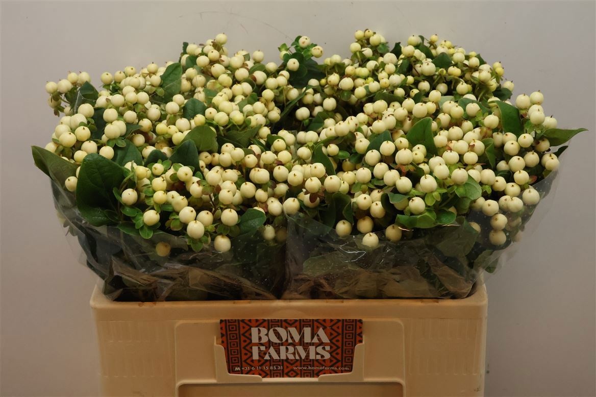 Hypericum Snowprince 50cm