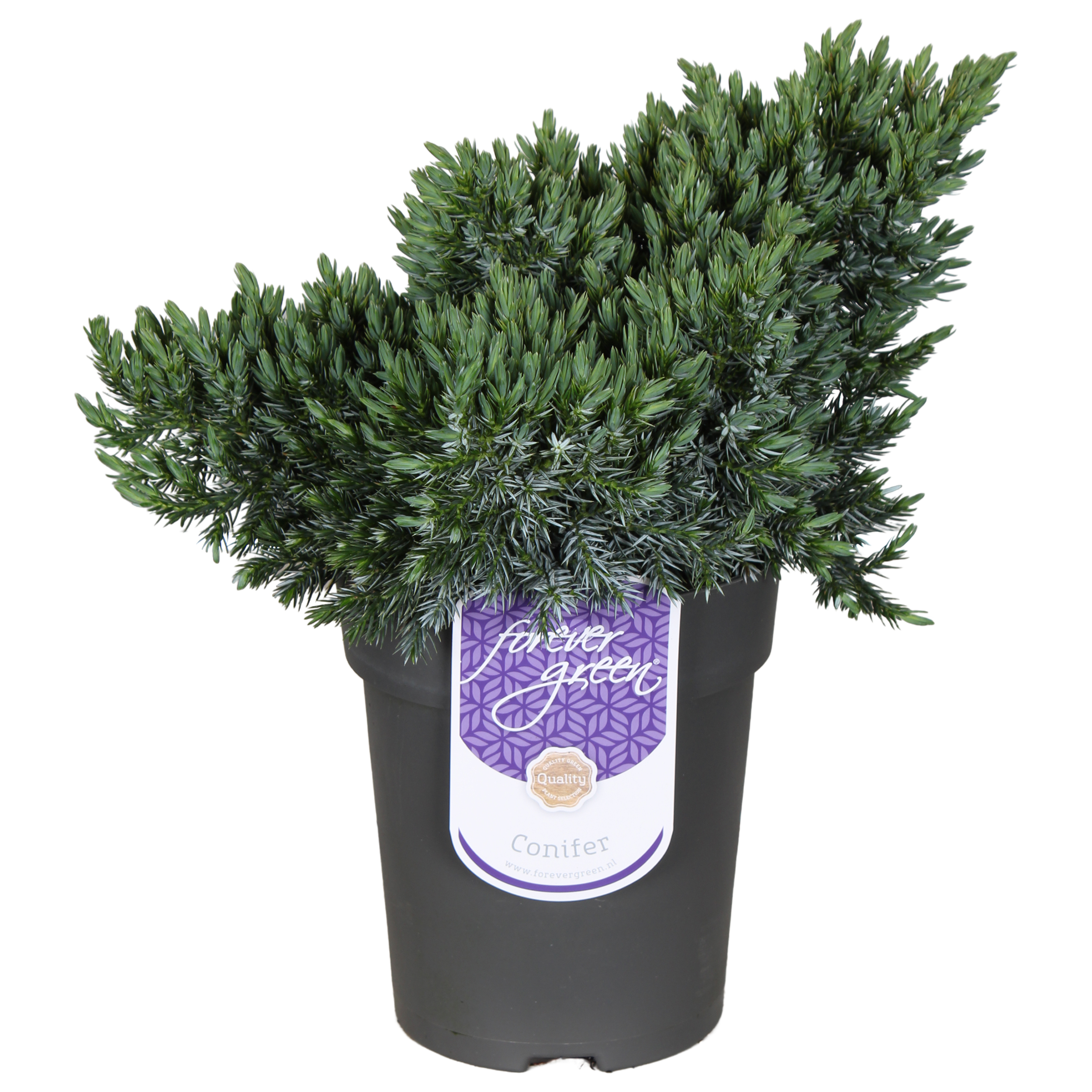 Picture of Juniperus squamata 'Blue Star' P15