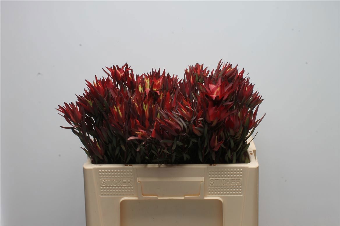 Leucadendron Sal Blush 50cm