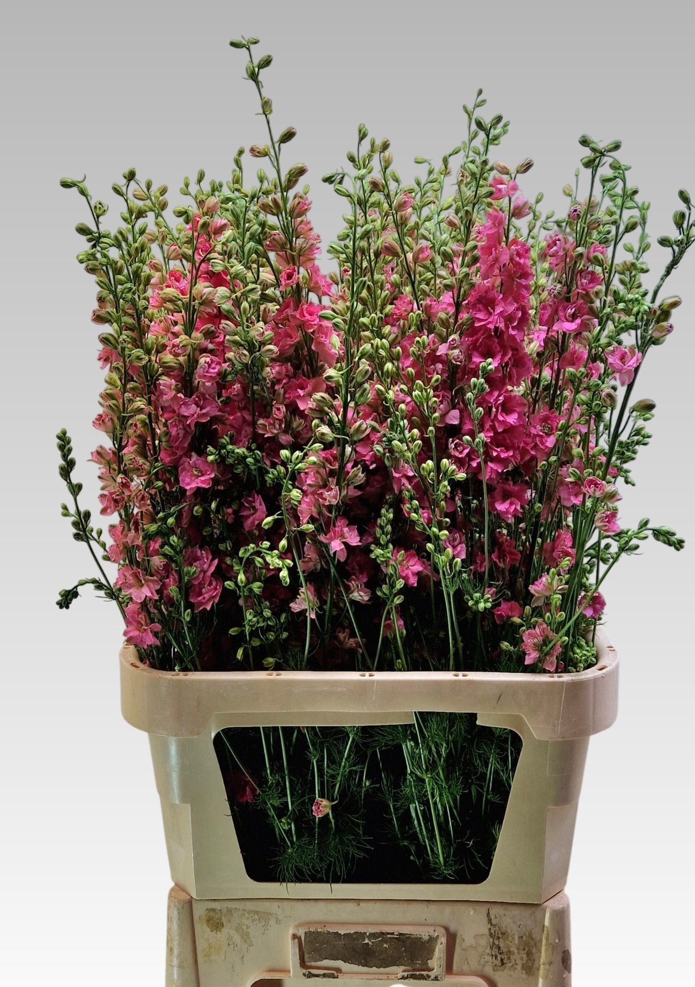 Consolida Pink (LARKSPUR) 90cm