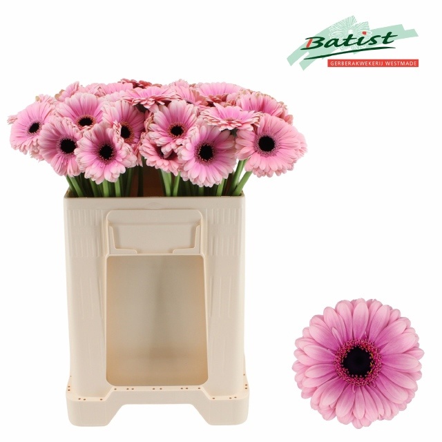 Gerbera Mini Esmee