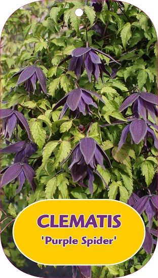 Clematis 'Purple Spider'