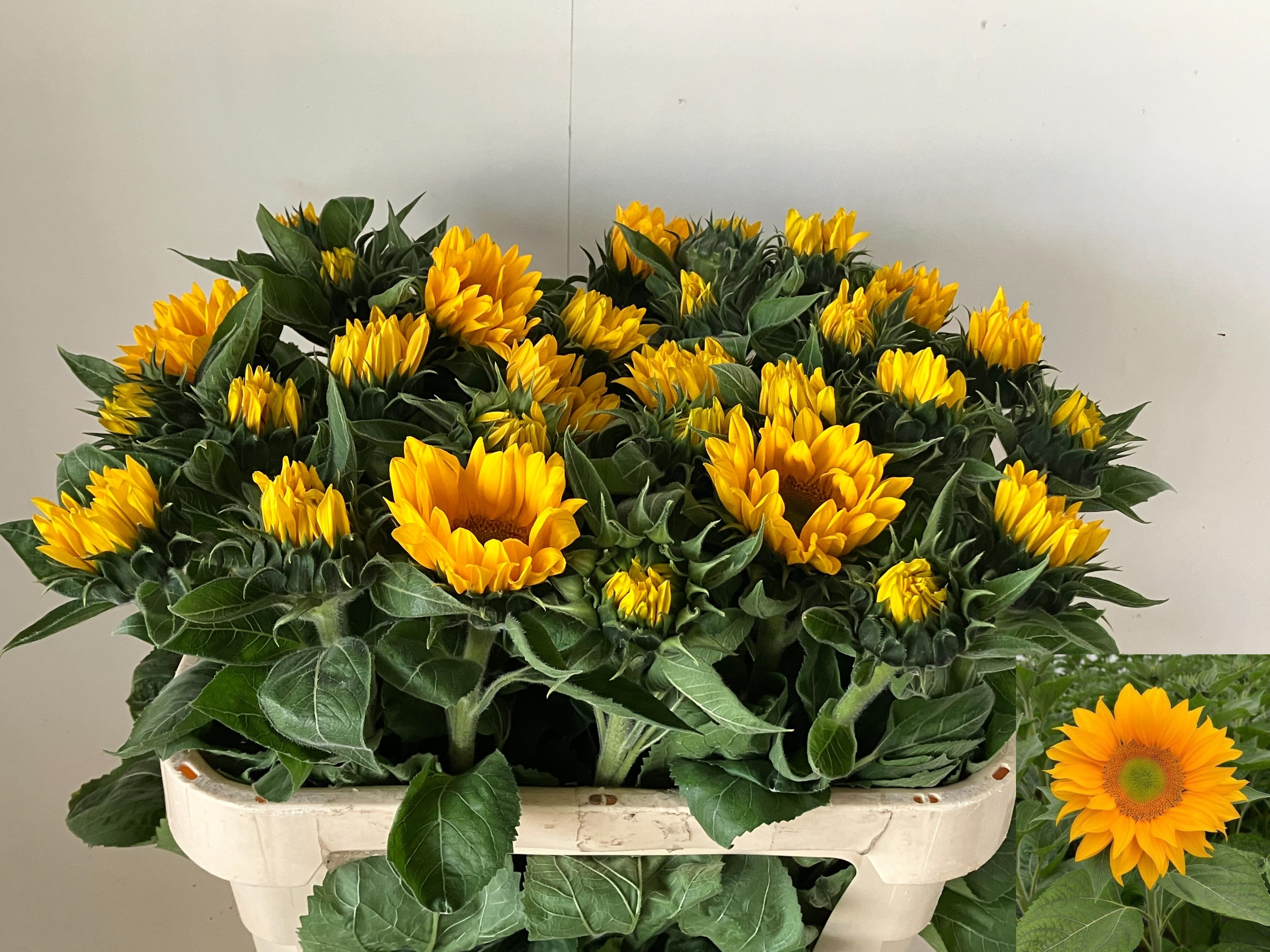 Helian An Vin Fresh 70cm