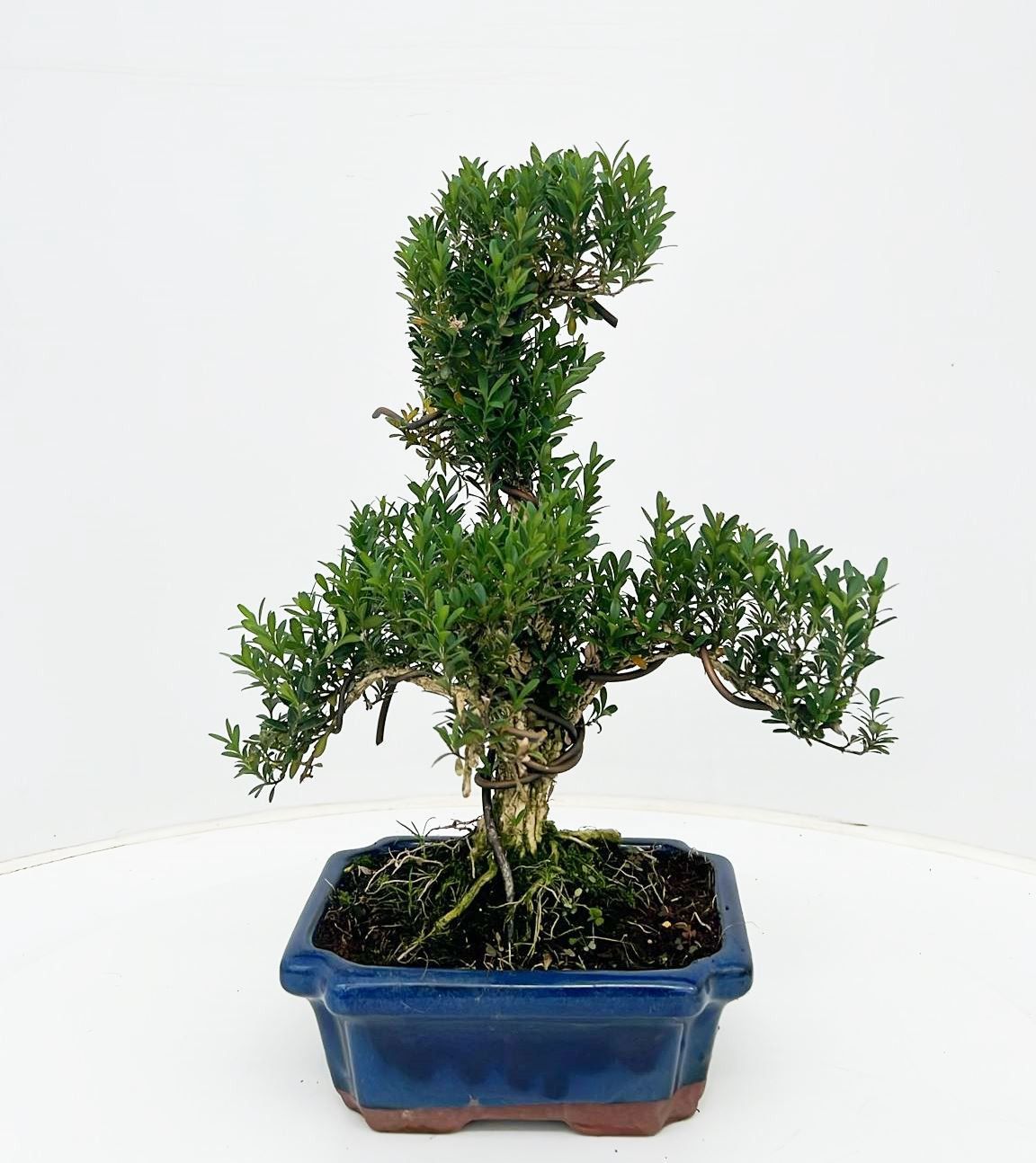 Bonsai Buxus Harlandii | Hamiplant