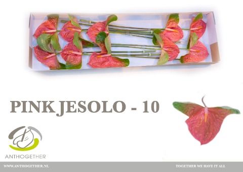 Anth A Pink Jesolo