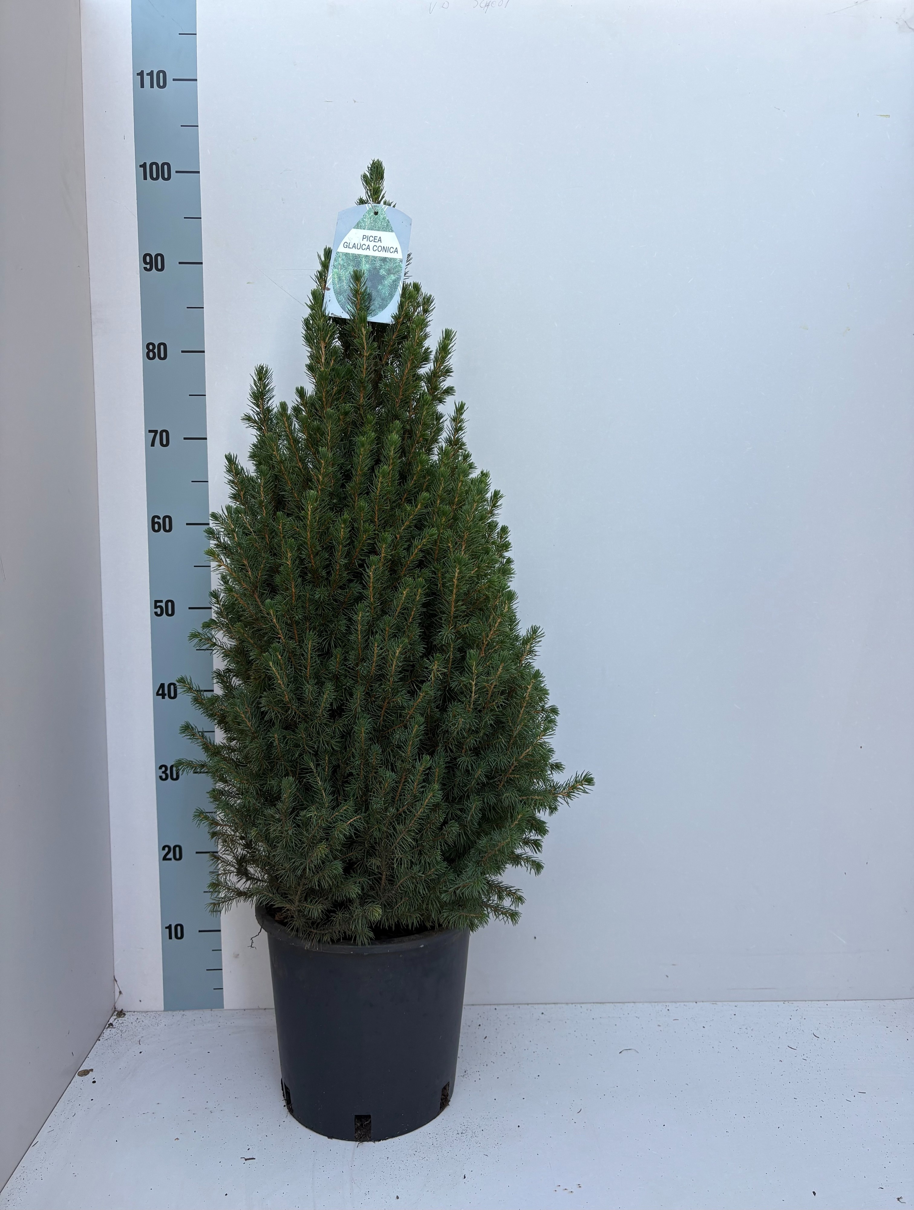 Picea Gl December 22Ø 90cm