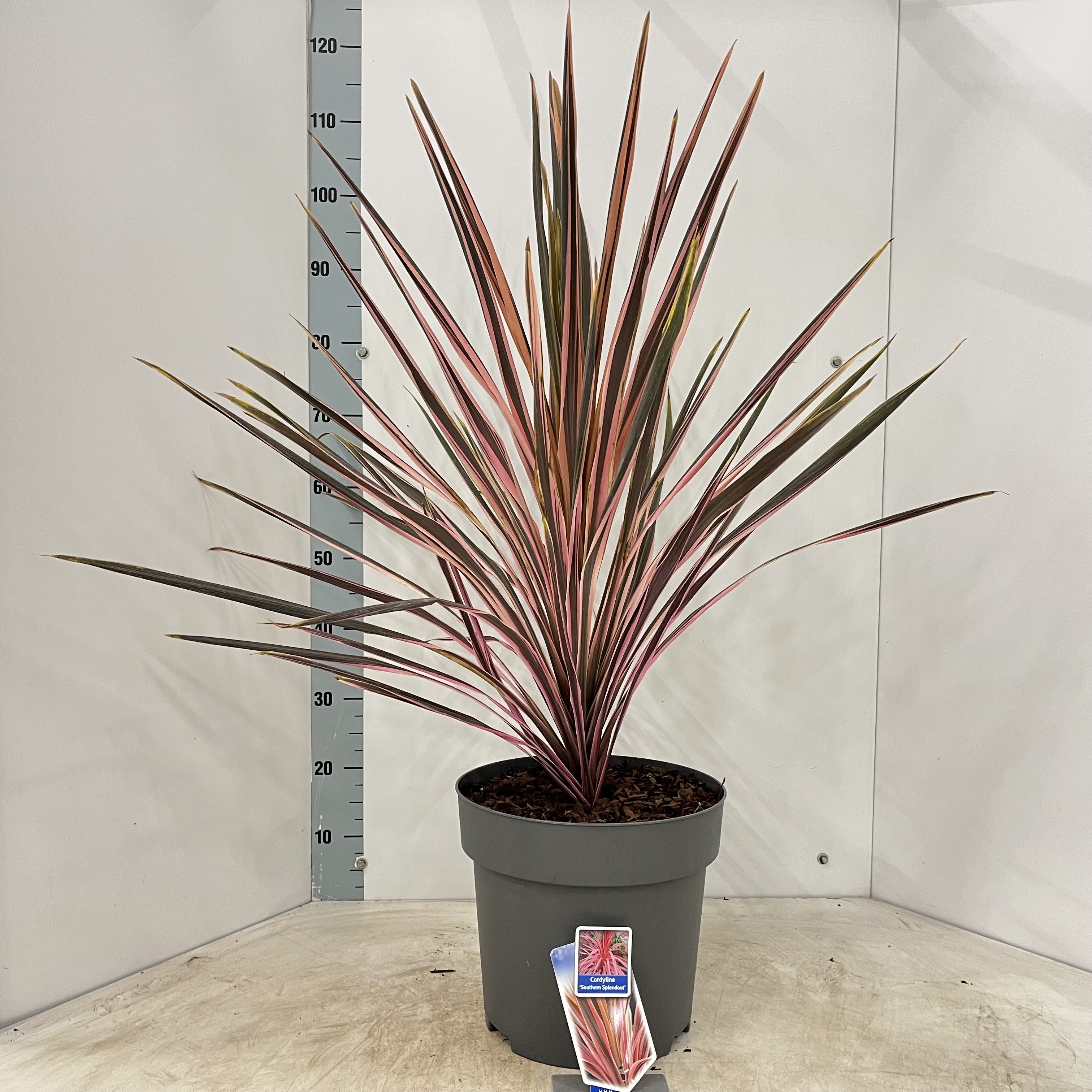 Picture of Cordyline australis 'Pink Southern Splendour'