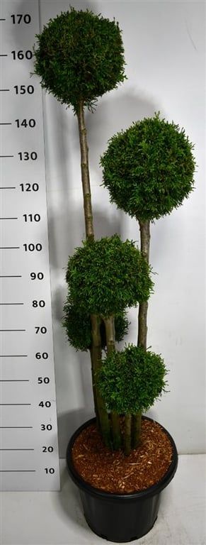 Thuja occ. 'Smaragd' | Gardenline