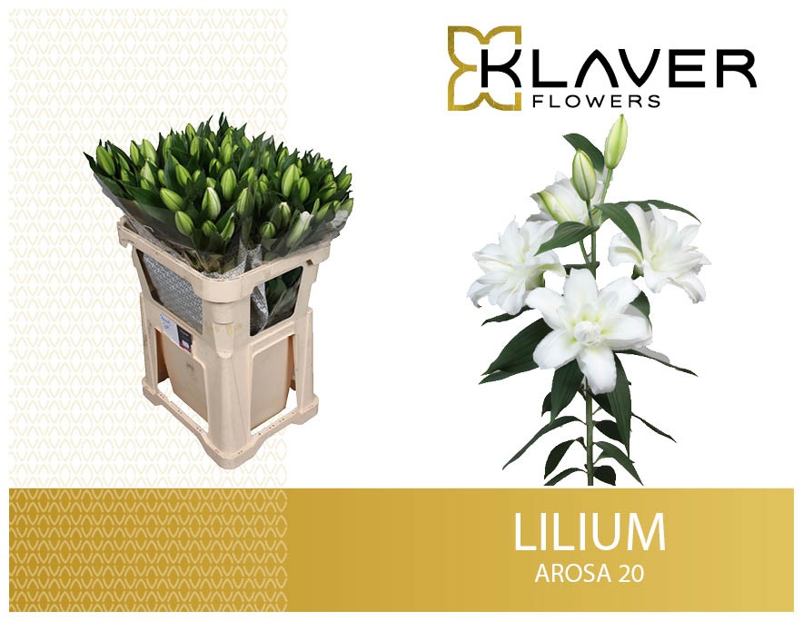 Li Or Du Arosa 75cm 2/4bl