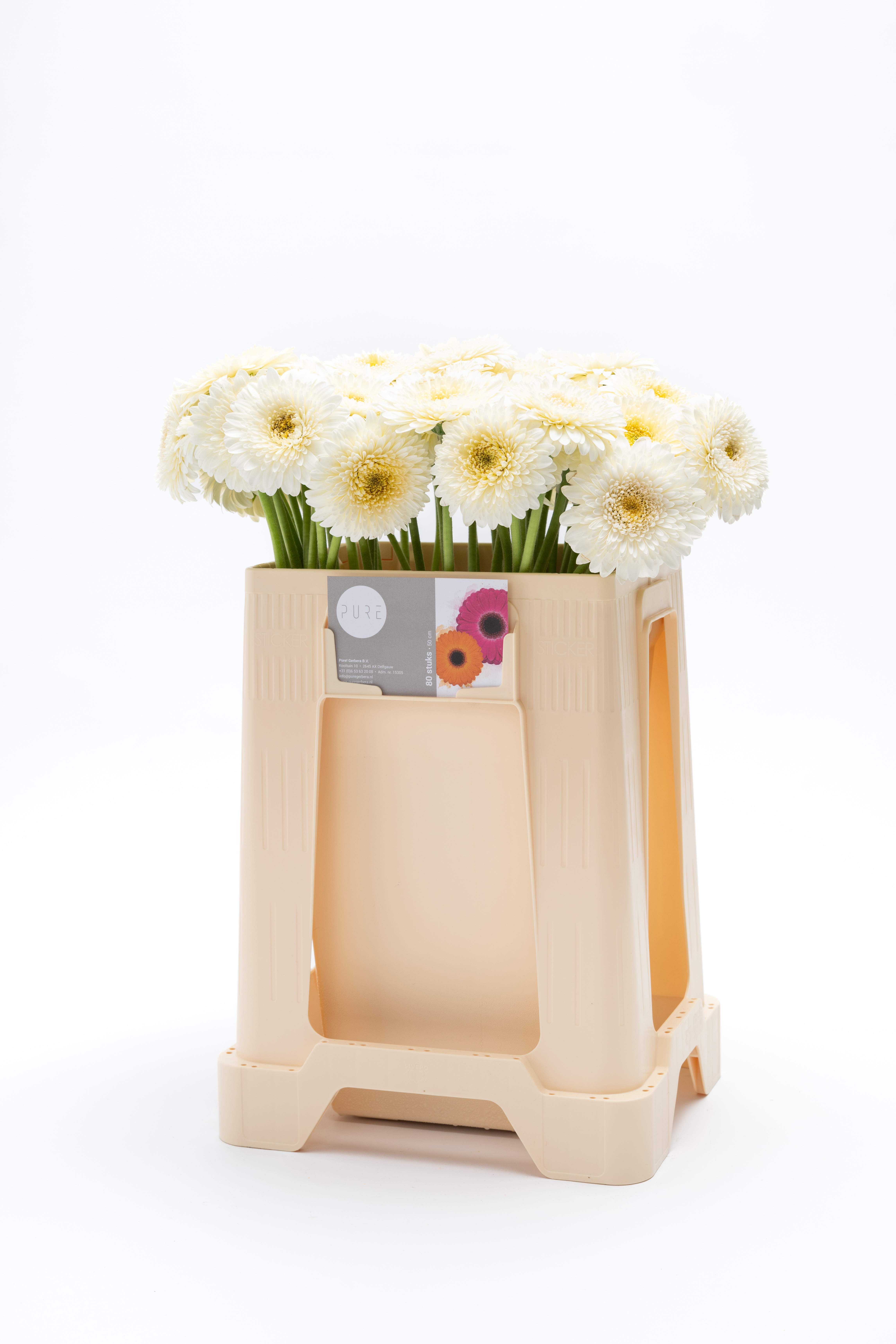 Gerbera Mini Pom Pomponi Angelo