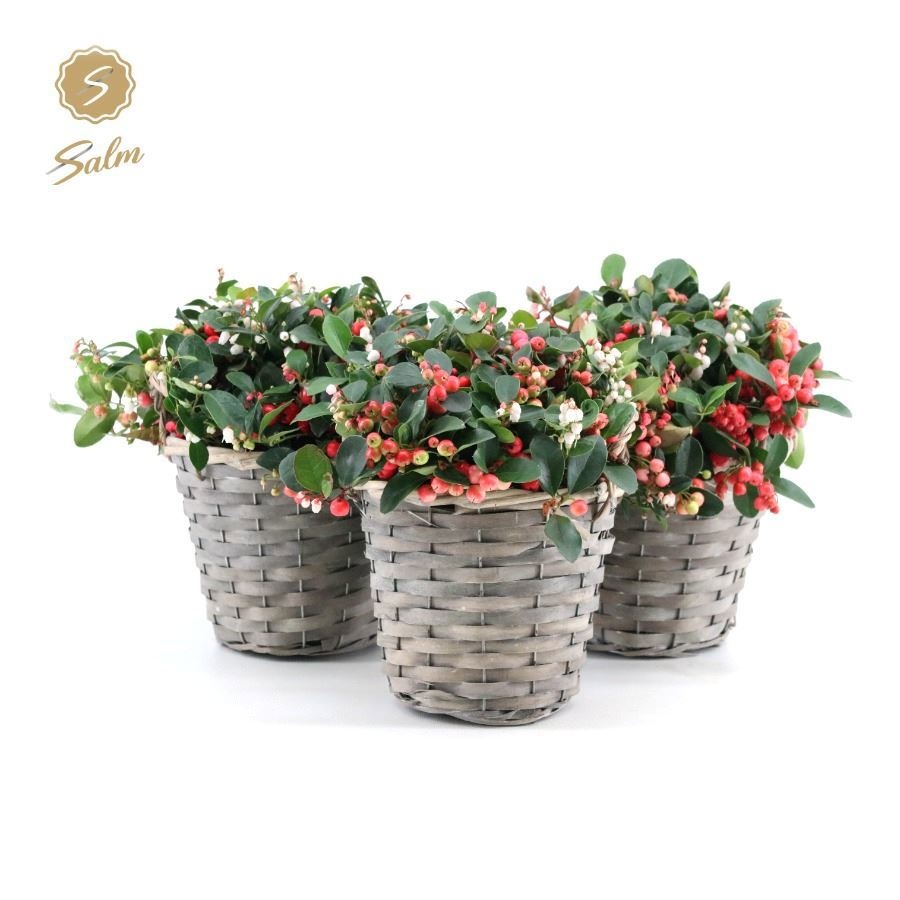 Gaultheria pr. 'Big Berry'® in Basket
