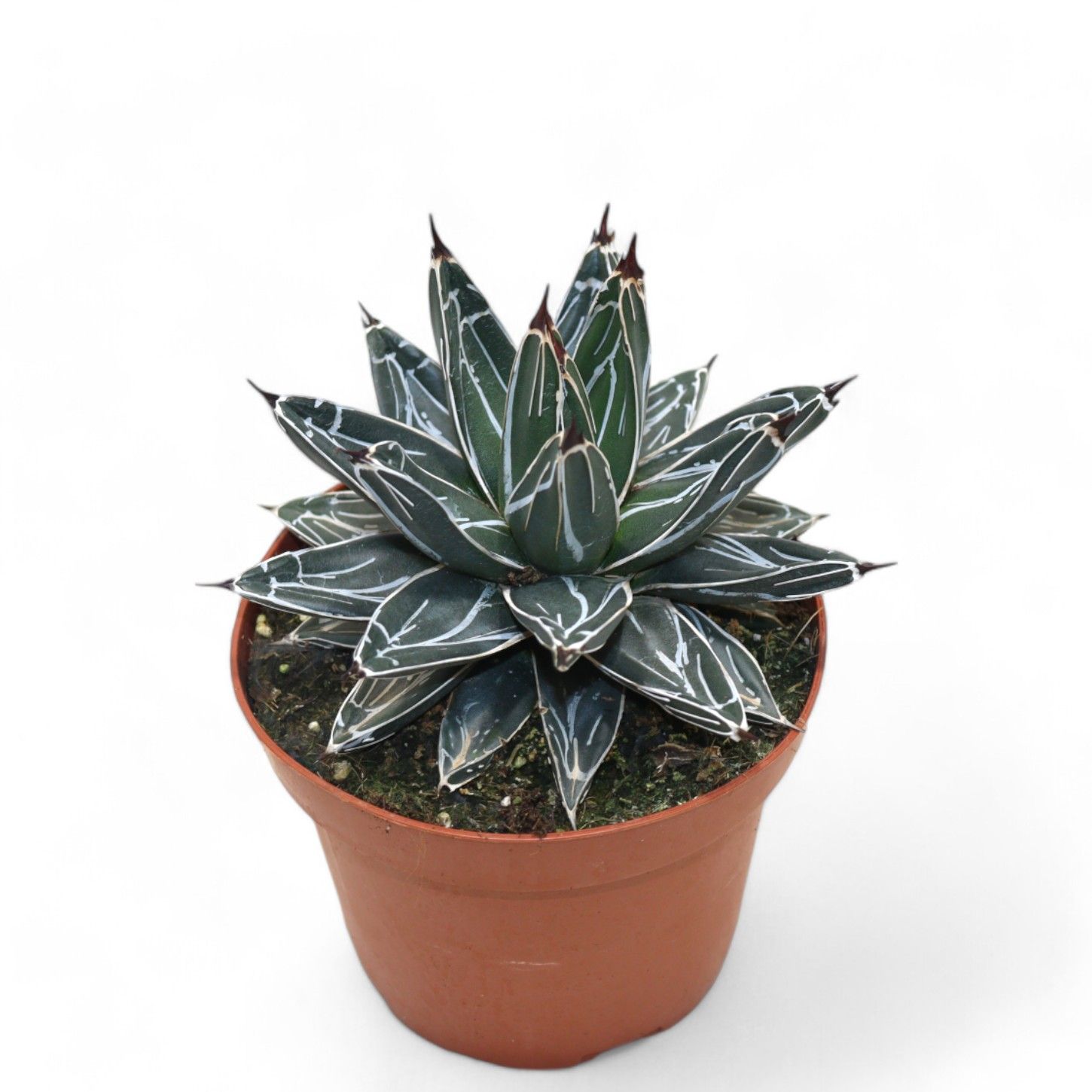 Picture of Agave Victoriae-reginae P12 20CM