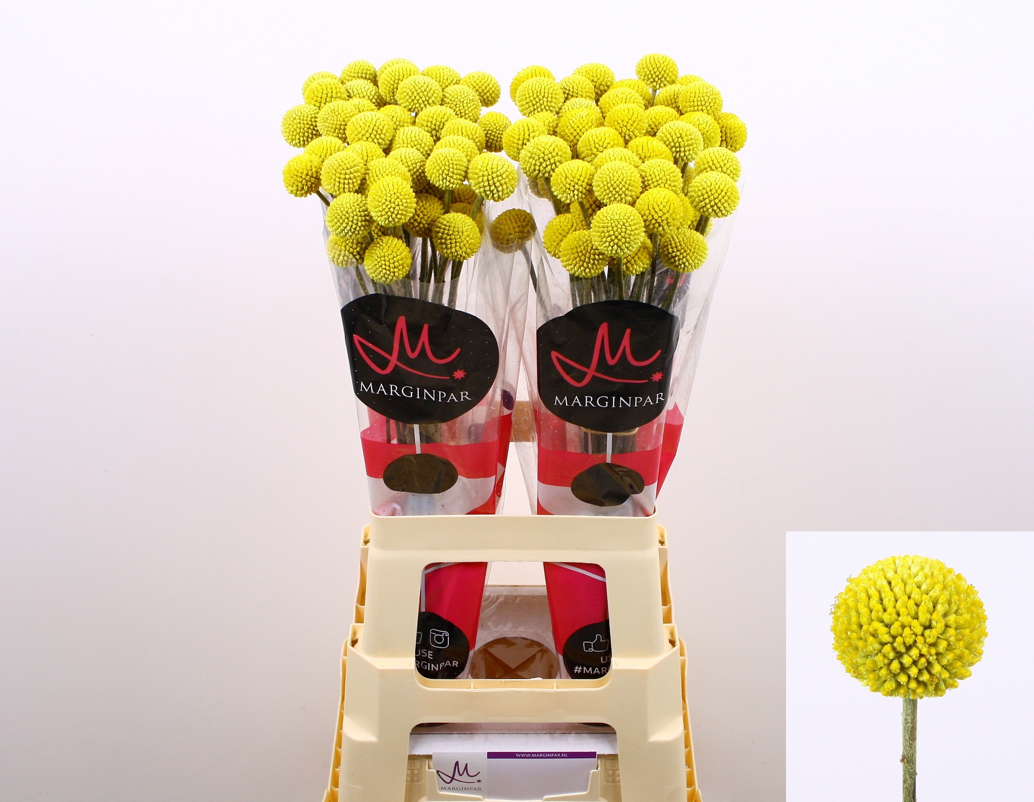 Craspedia Paint Pop 70cm
