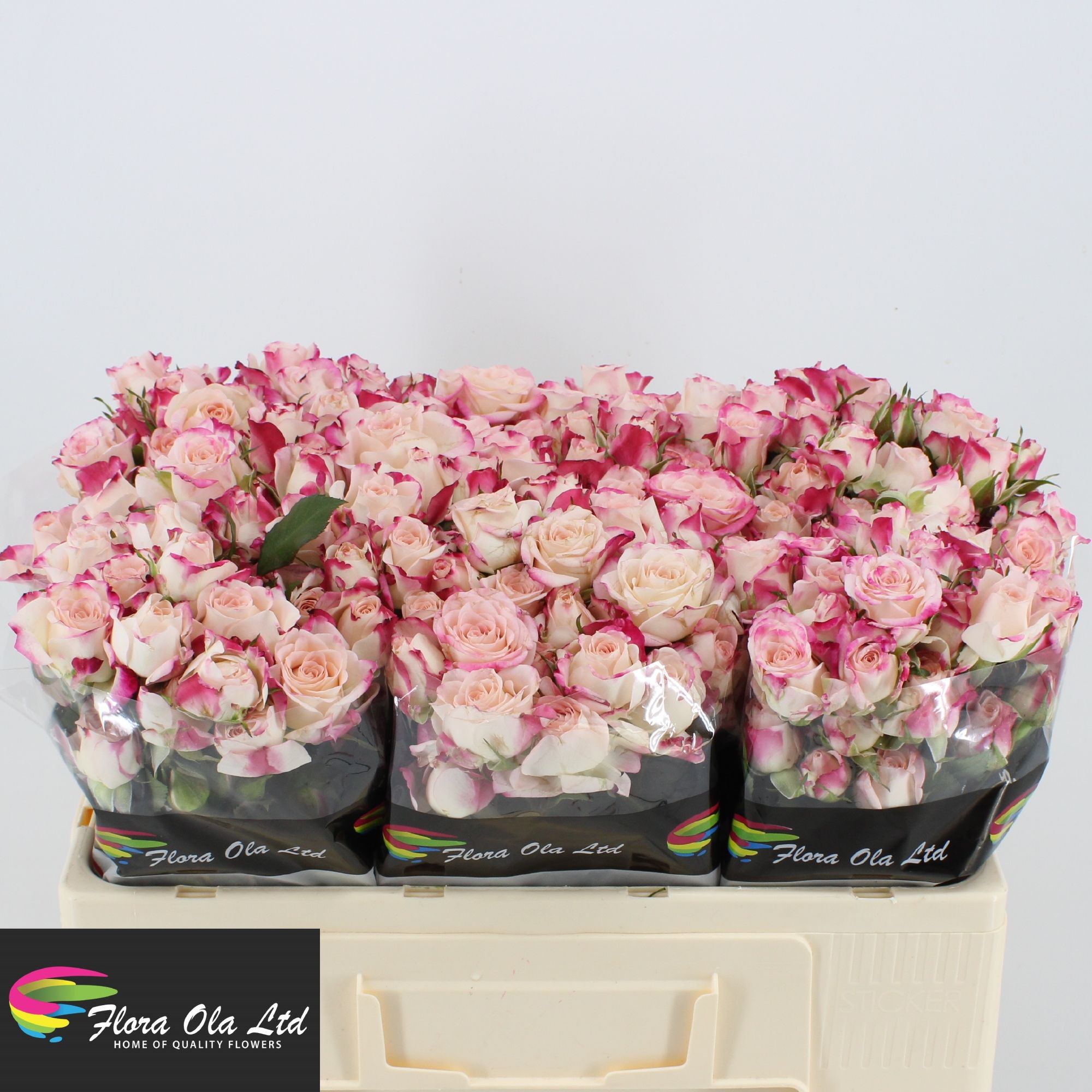 Rosa Spray Reflex 50cm