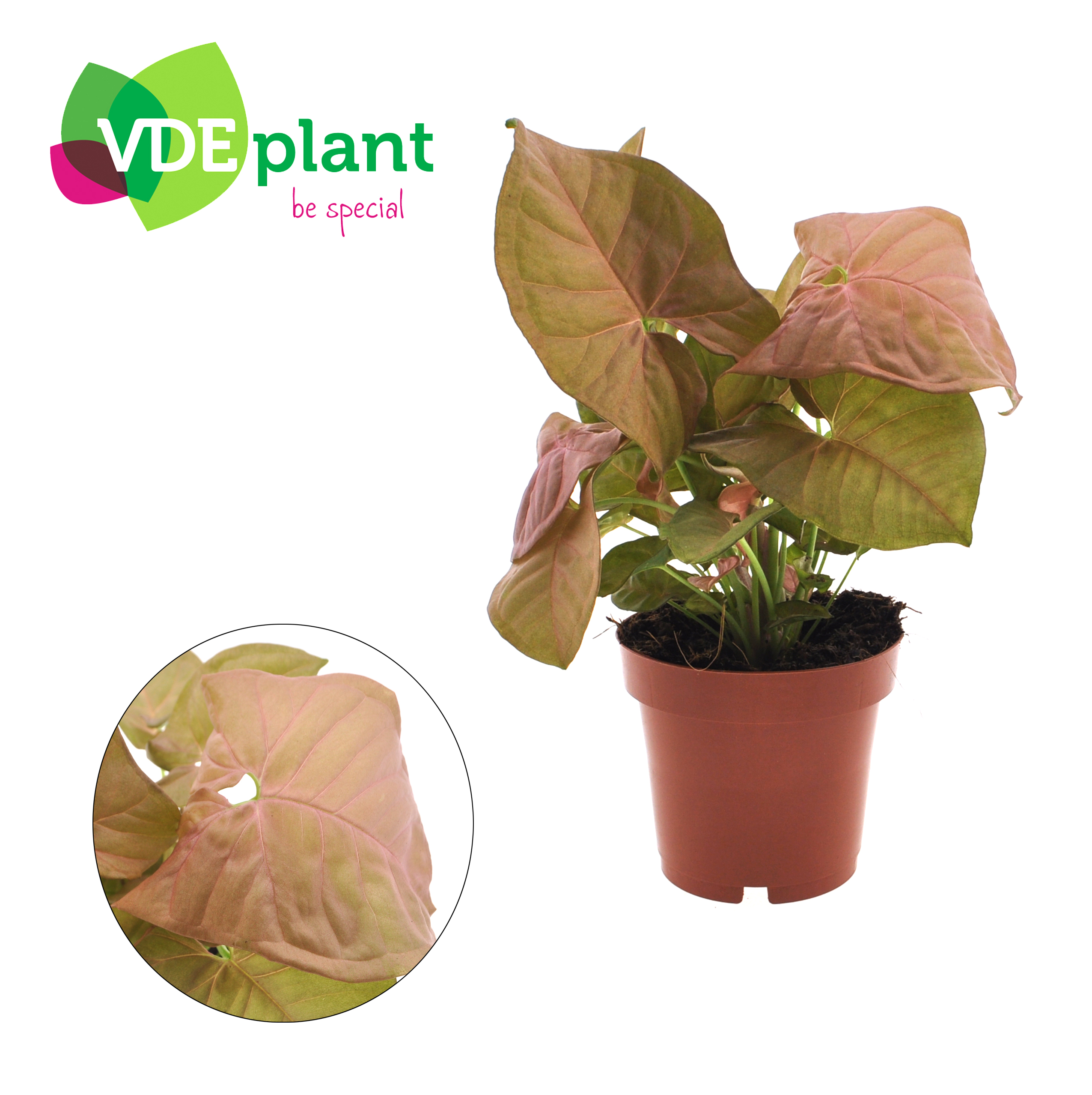 Picture of Syngonium Neon P12 25CM