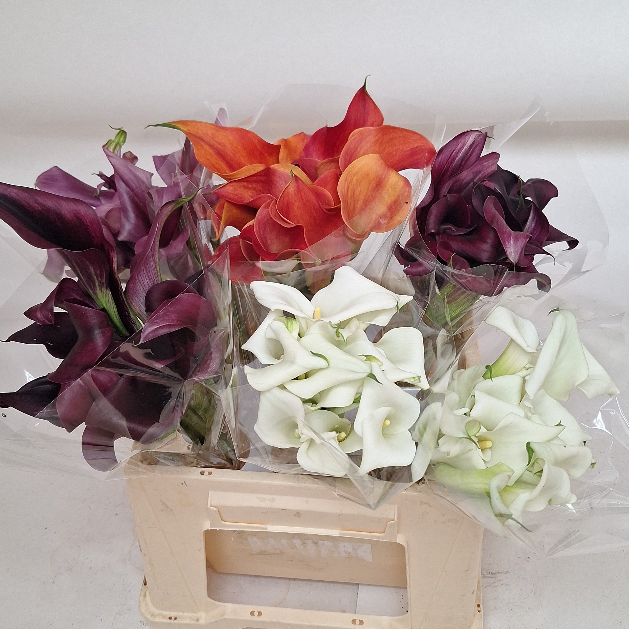 Calla Nashville 40cm