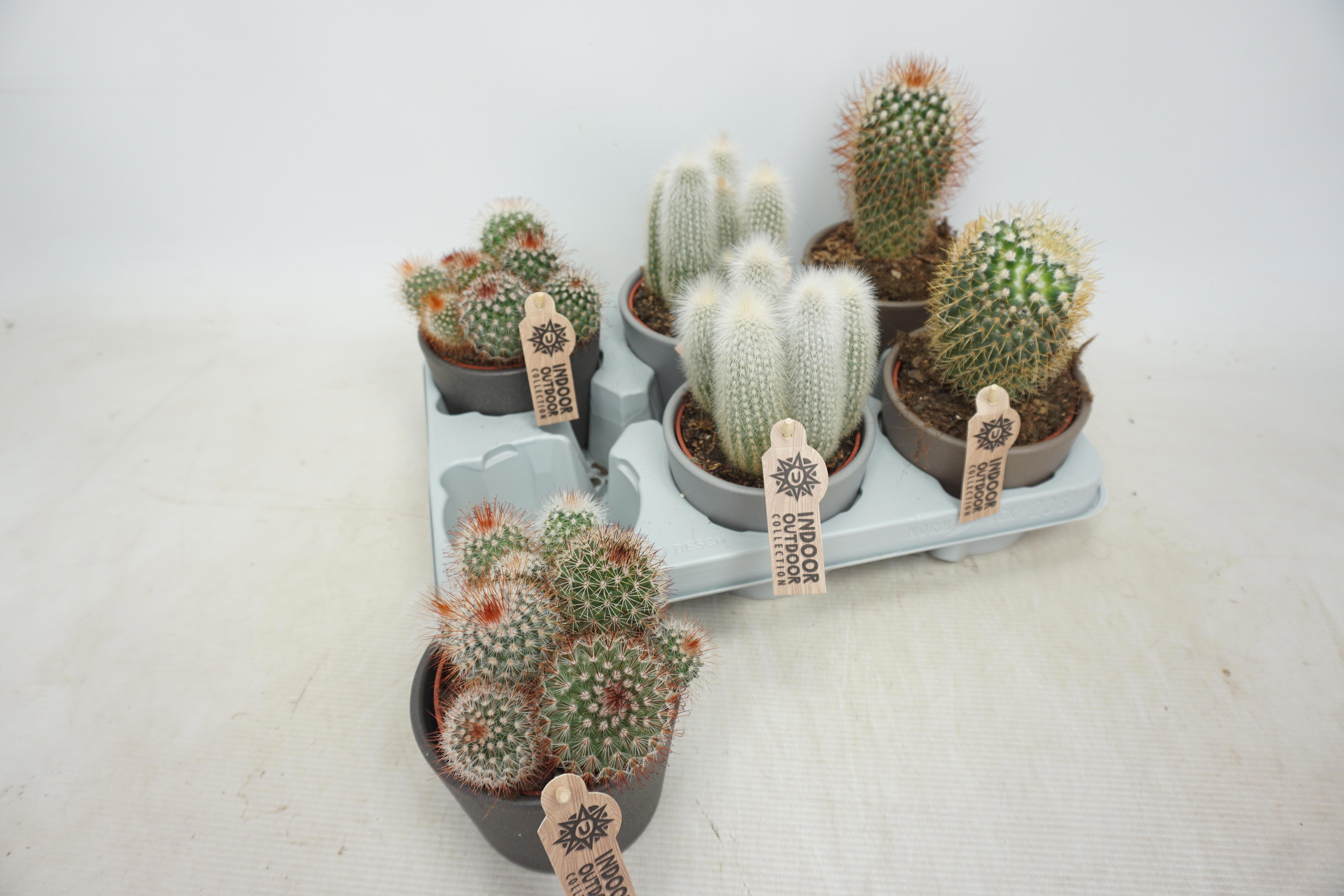Cactus Gem 510P 18H