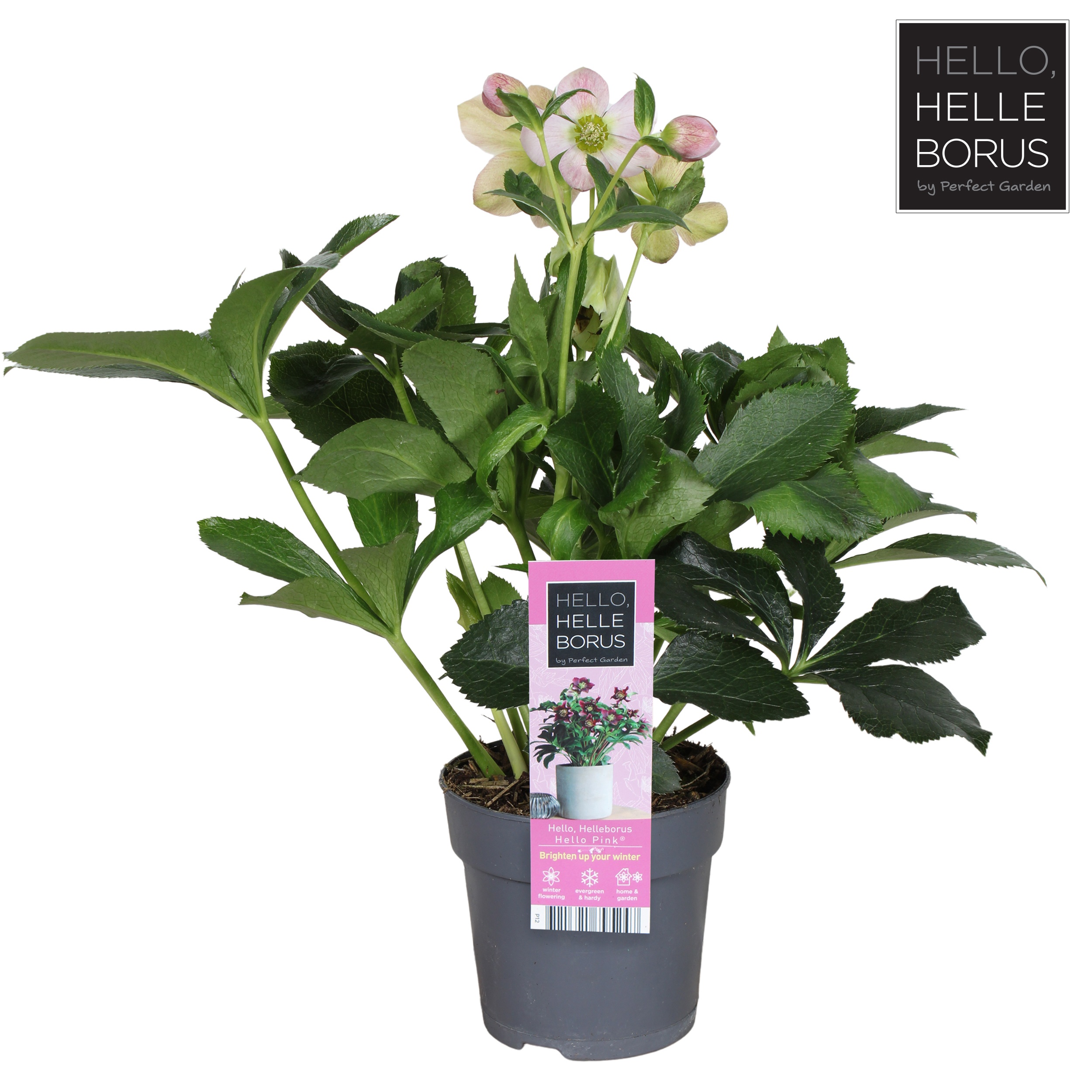 Helleborus orientalis 'Hello Pink'