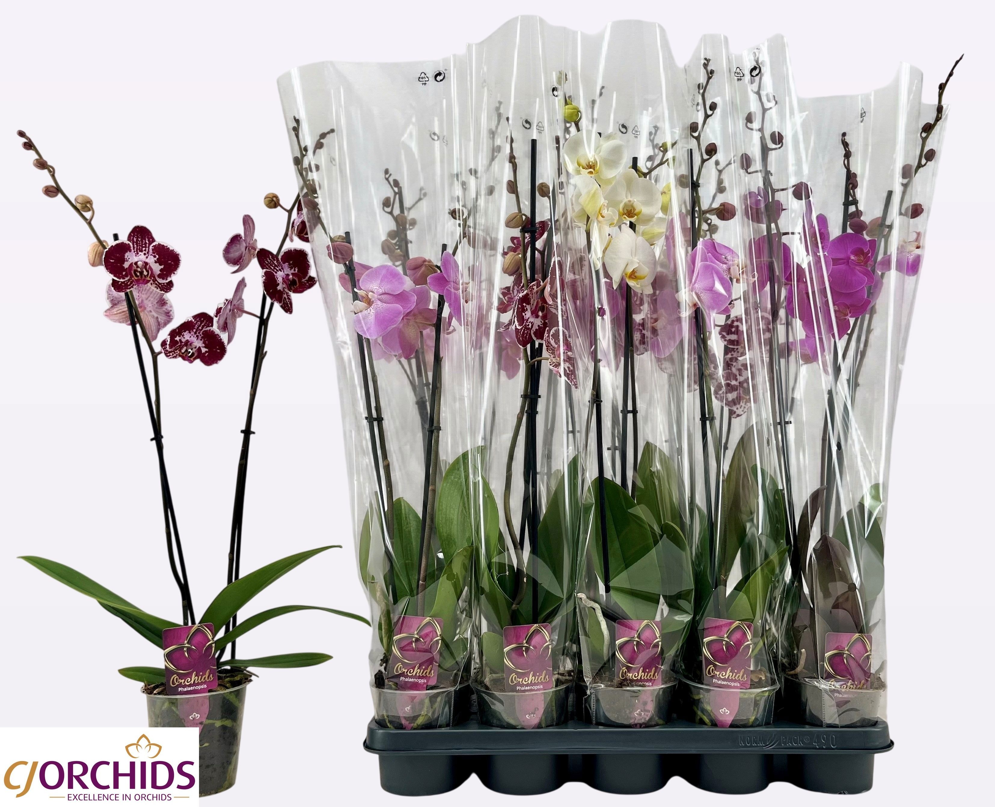 Phalaenopsis Asst 12Ø 75cm
