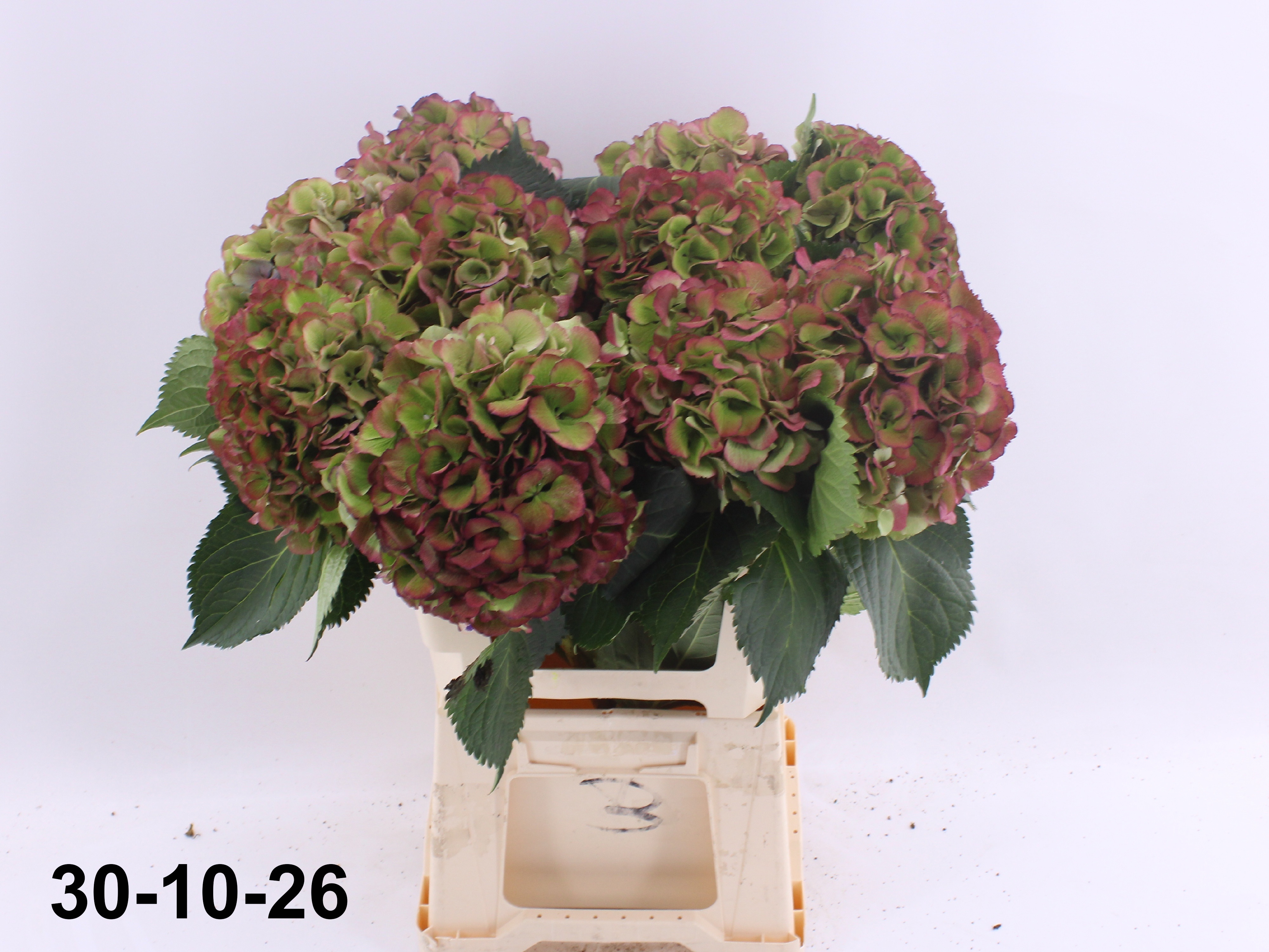Hydrangea Elbtal Classic Pink 60cm 18Ø