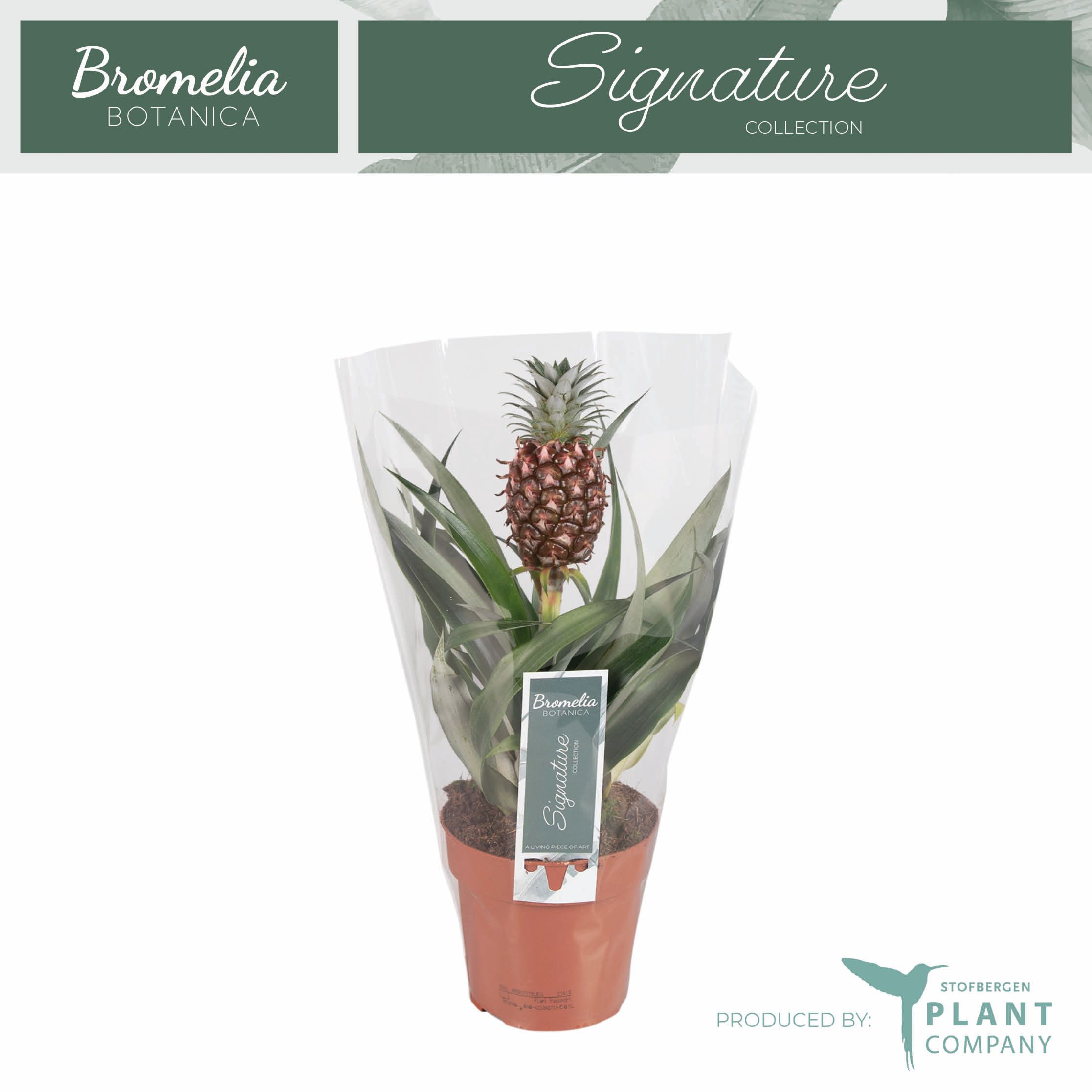 buy monstera deliciosa broward Monstera Deliciosa – Little Tree Homestead