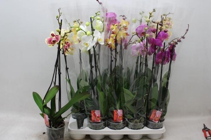 Phal Gem 7 Kl 12P 70H 2TAK 18bloem 23bloei