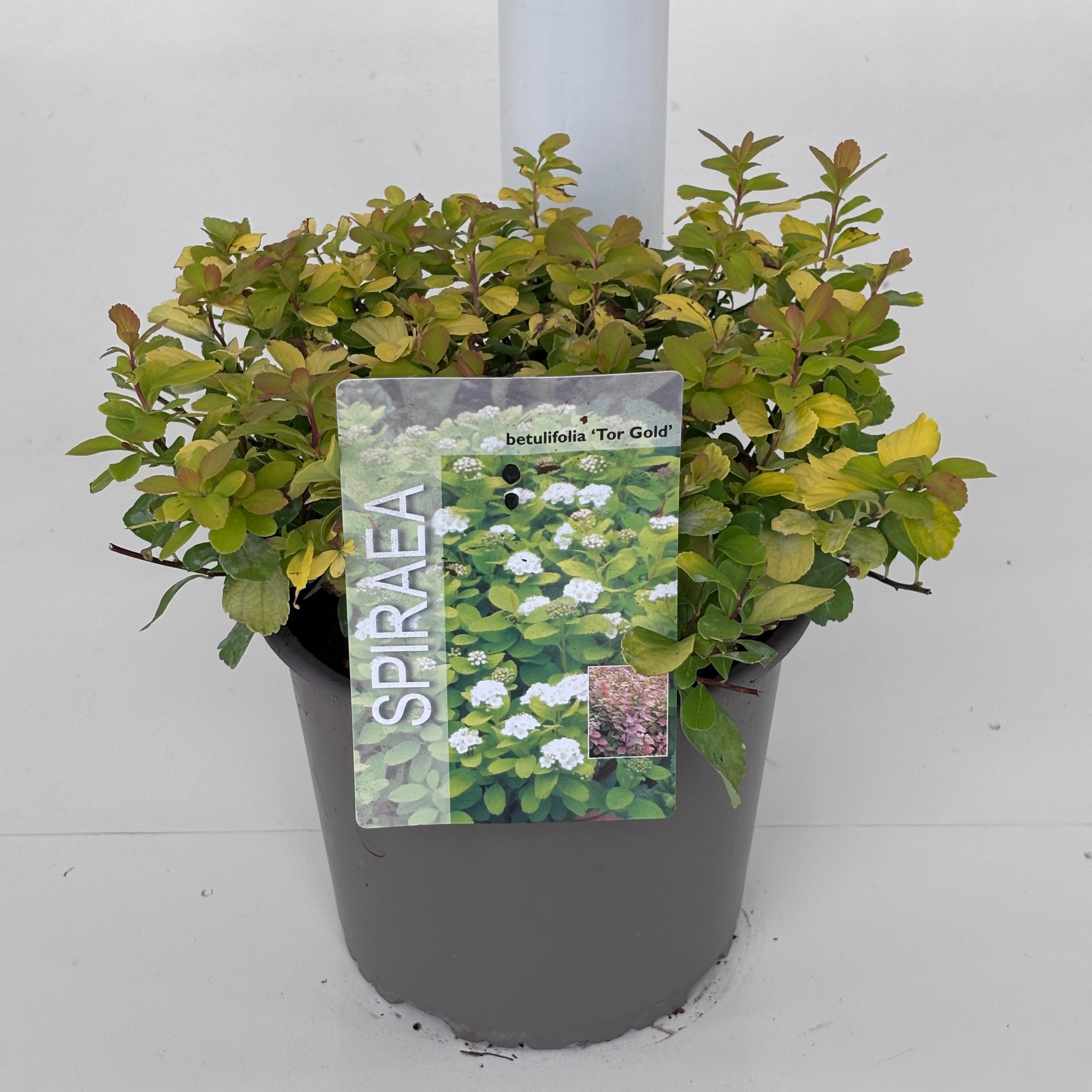 Spiraea betulifolia 'Tor Gold'