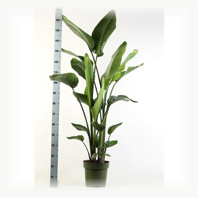 Strelitzia Nicolai 24Ø 175cm