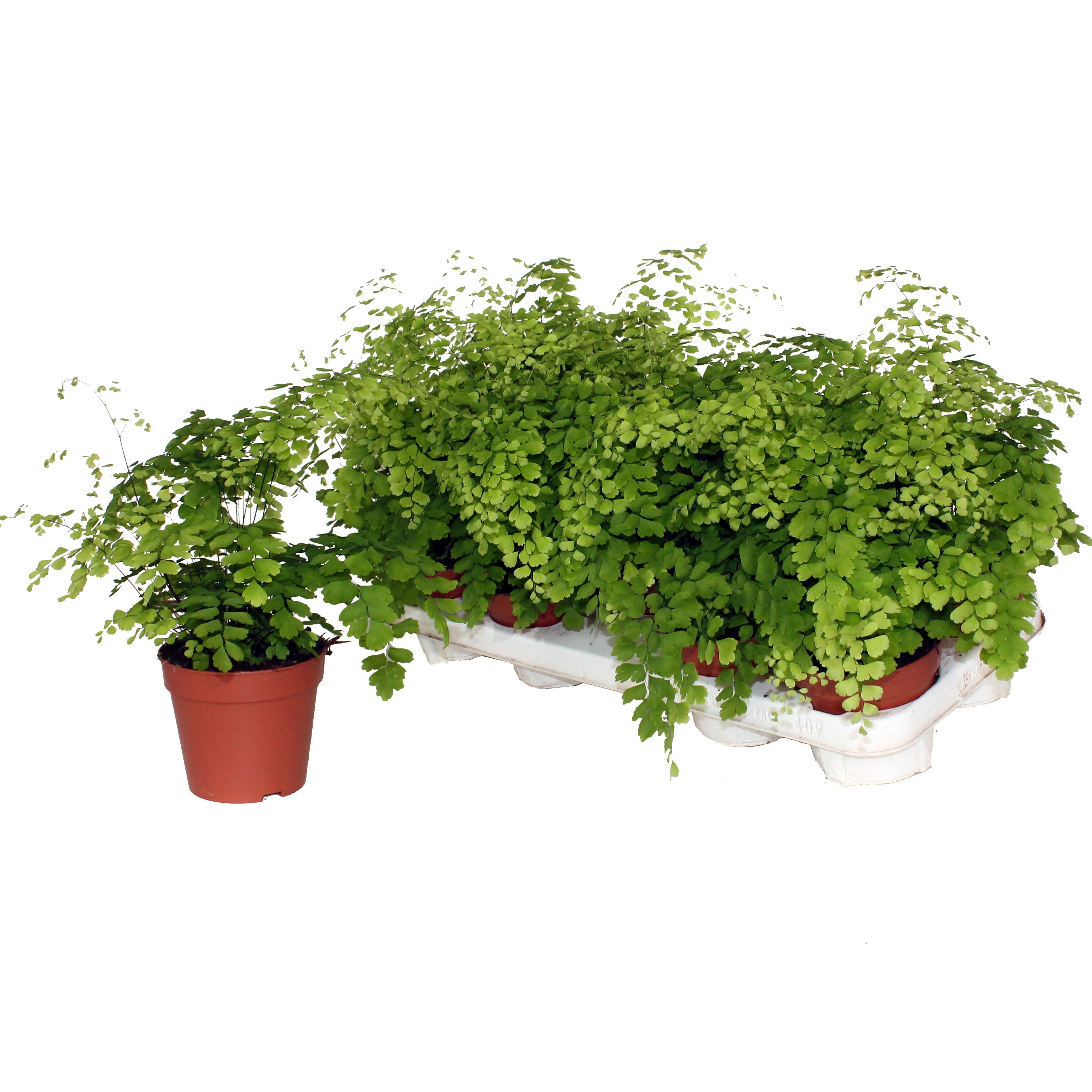 Adiantum raddianum 'Fragrans' - Venushaar