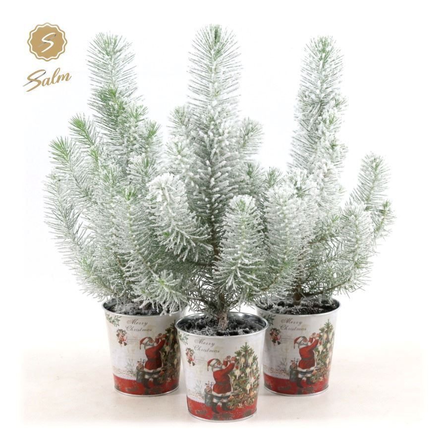 Picture of Pinus pinea 'Silver Crest' P10,5 in Zinc Santa + Snow