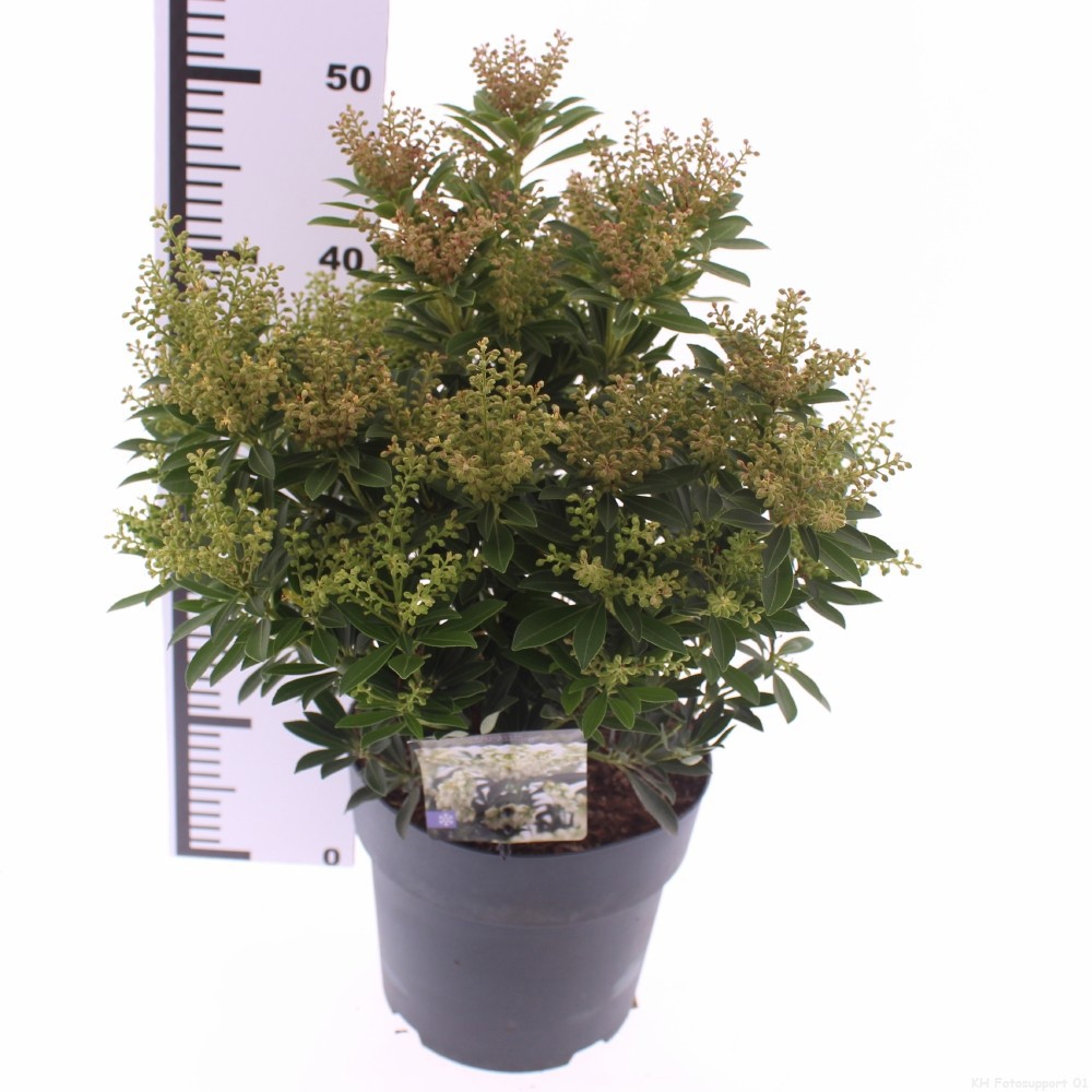 Picture of Pieris jap. Debutante