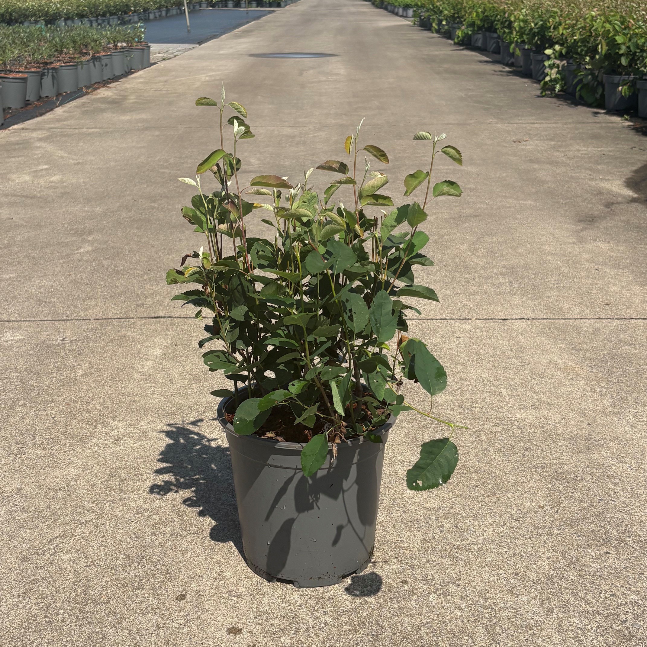 Amelanchier spicata