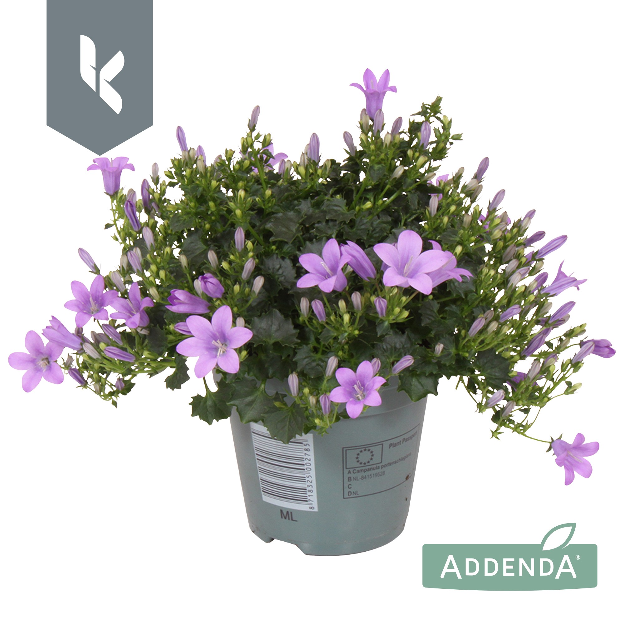 Picture of Campanula Ambella Lavender P10.5