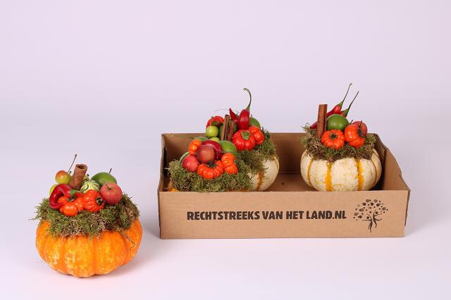 Cucurbita